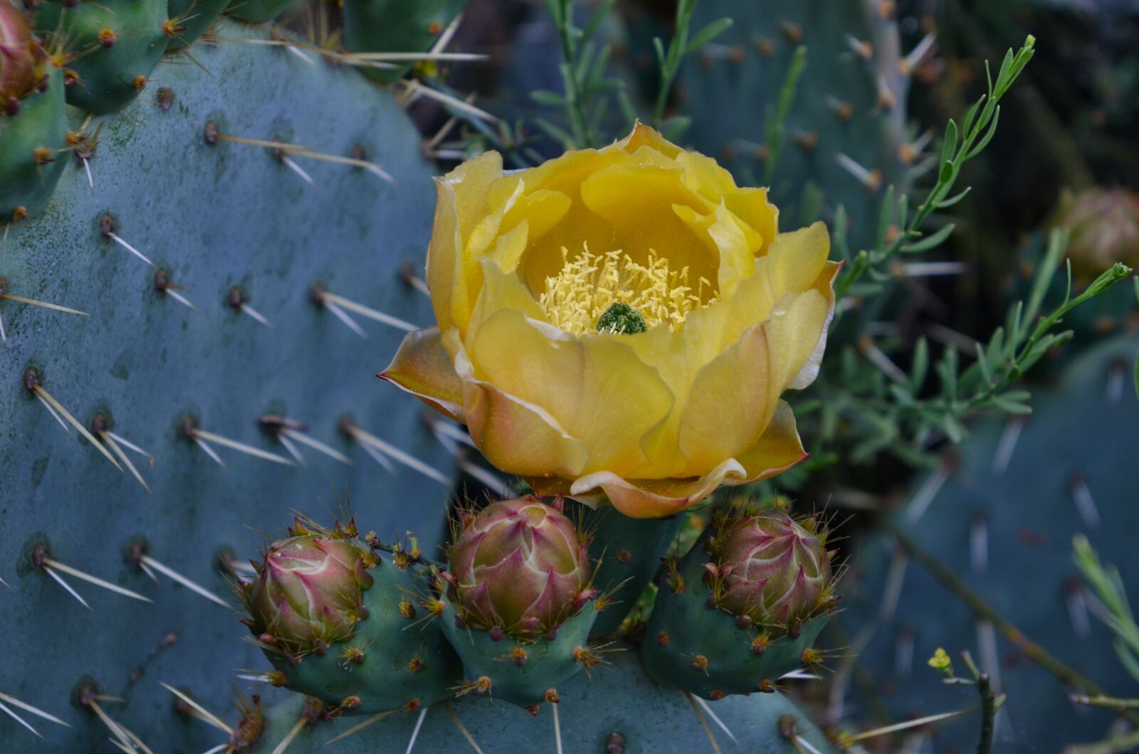 Nikon D7000 sample photo. Flower, prickly pear, quills photography