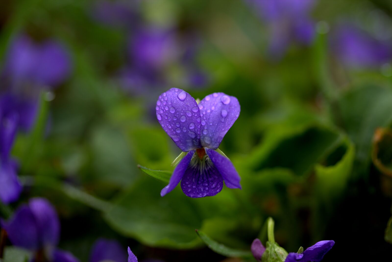 Canon EOS 700D (EOS Rebel T5i / EOS Kiss X7i) sample photo. Micsunele, violet, flower photography