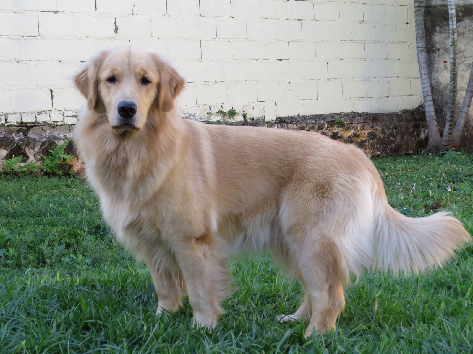 Canon PowerShot SX50 HS sample photo. Dog, golden, golden retriever photography