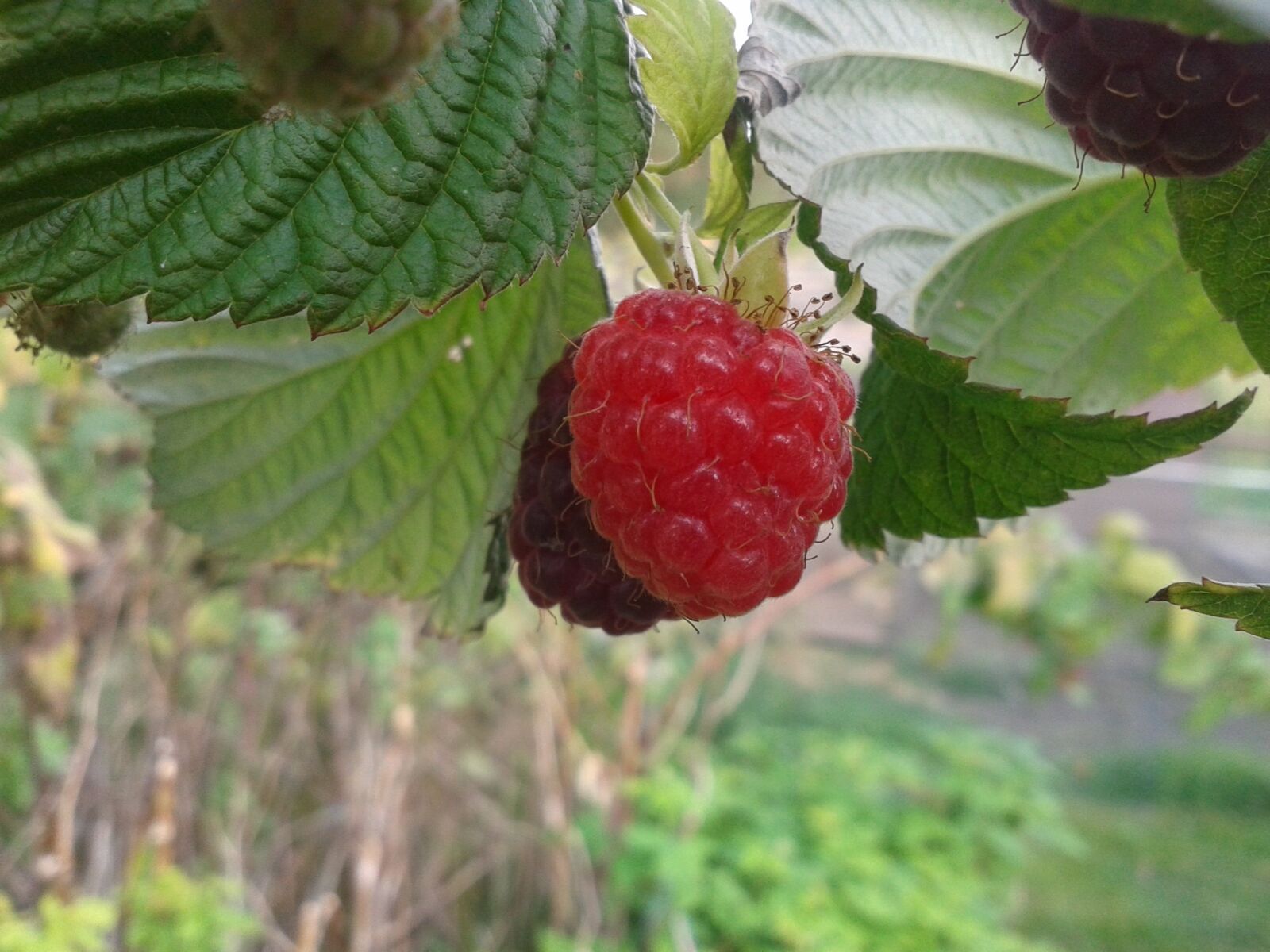 Samsung Galaxy Fame sample photo. Raspberry, leaf, garden photography