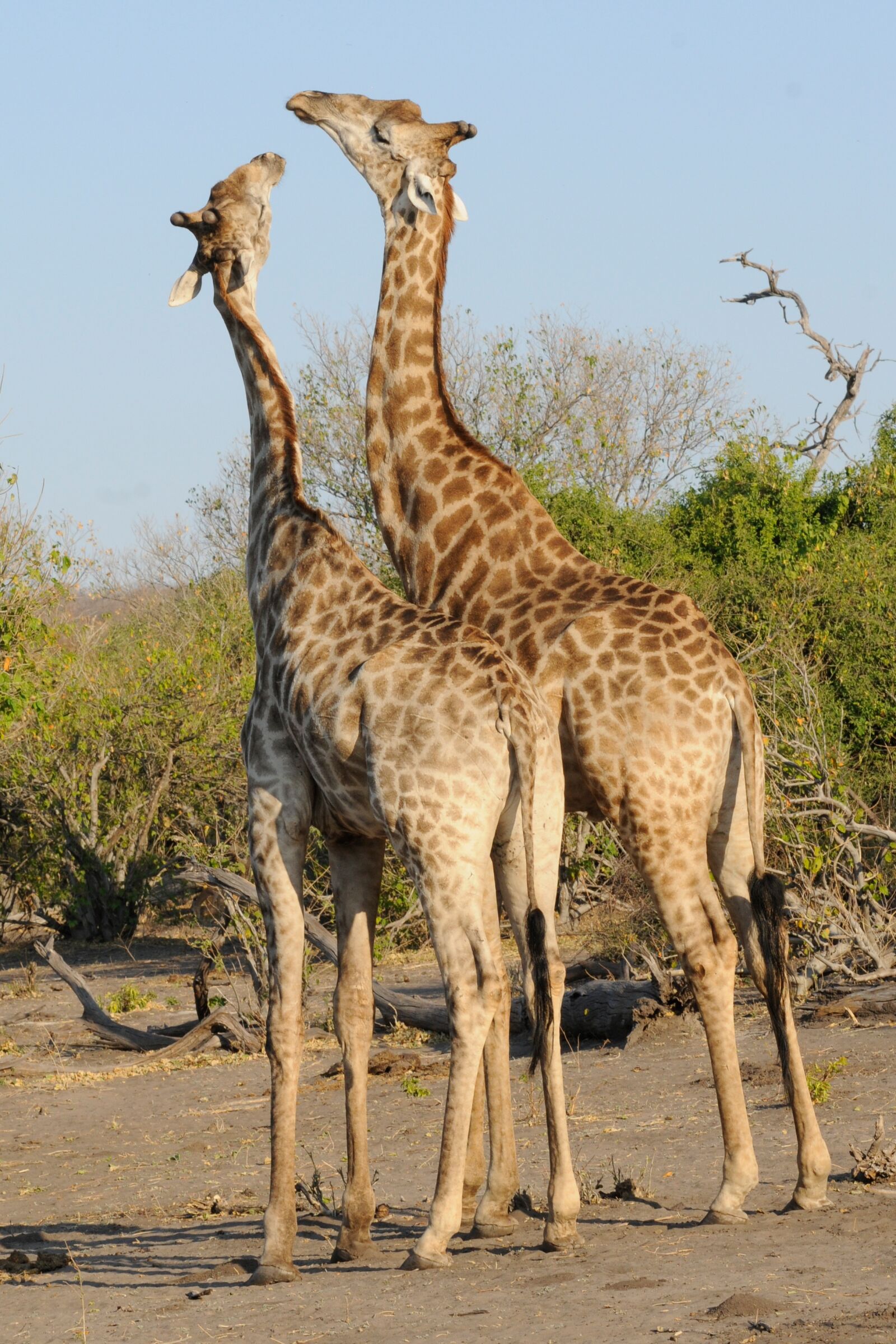 Nikon D300 sample photo. Botswana, chobe, giraffes photography