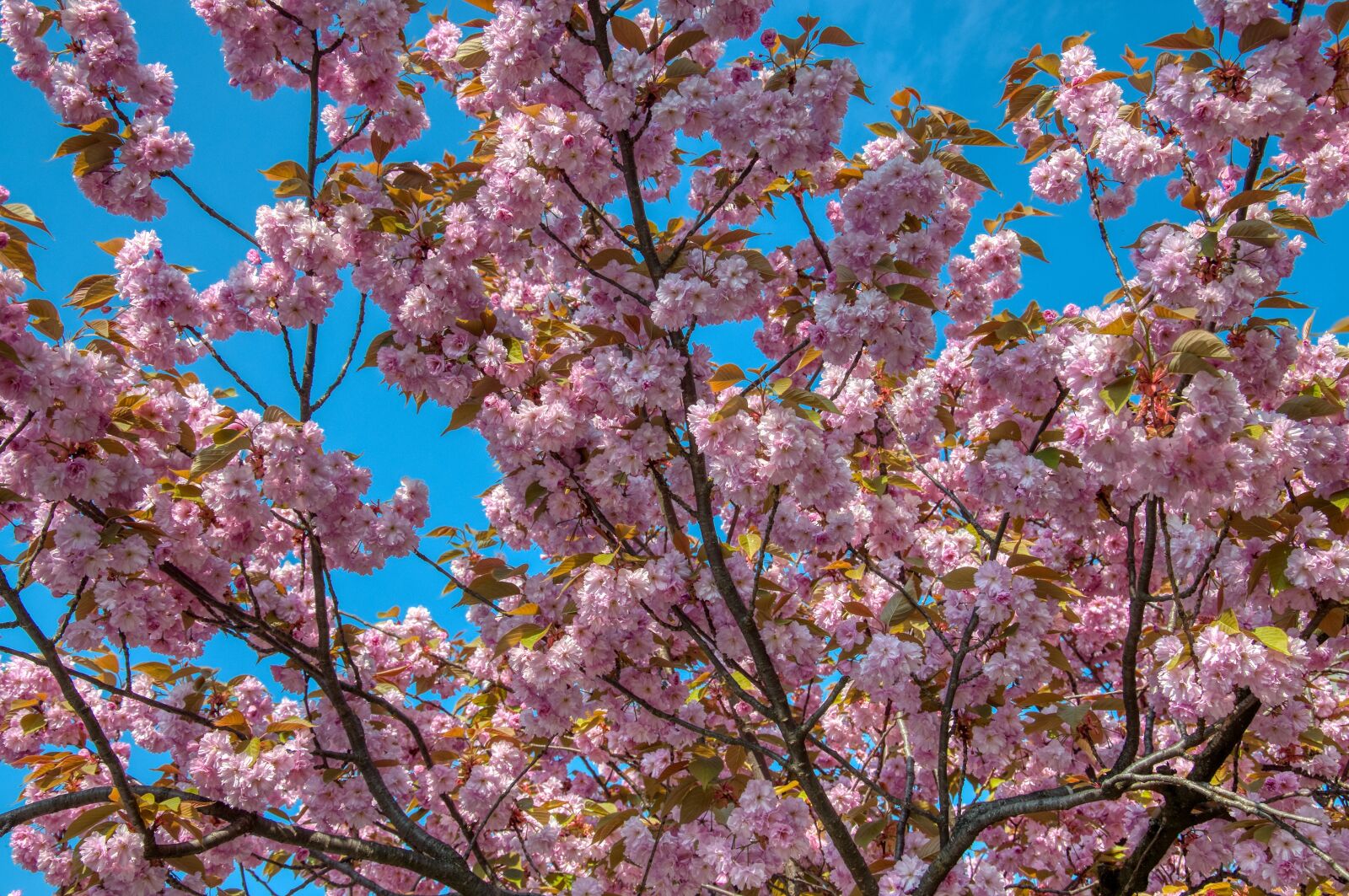 Nikon D5000 sample photo. Japanese cherry blossom, ornamental photography