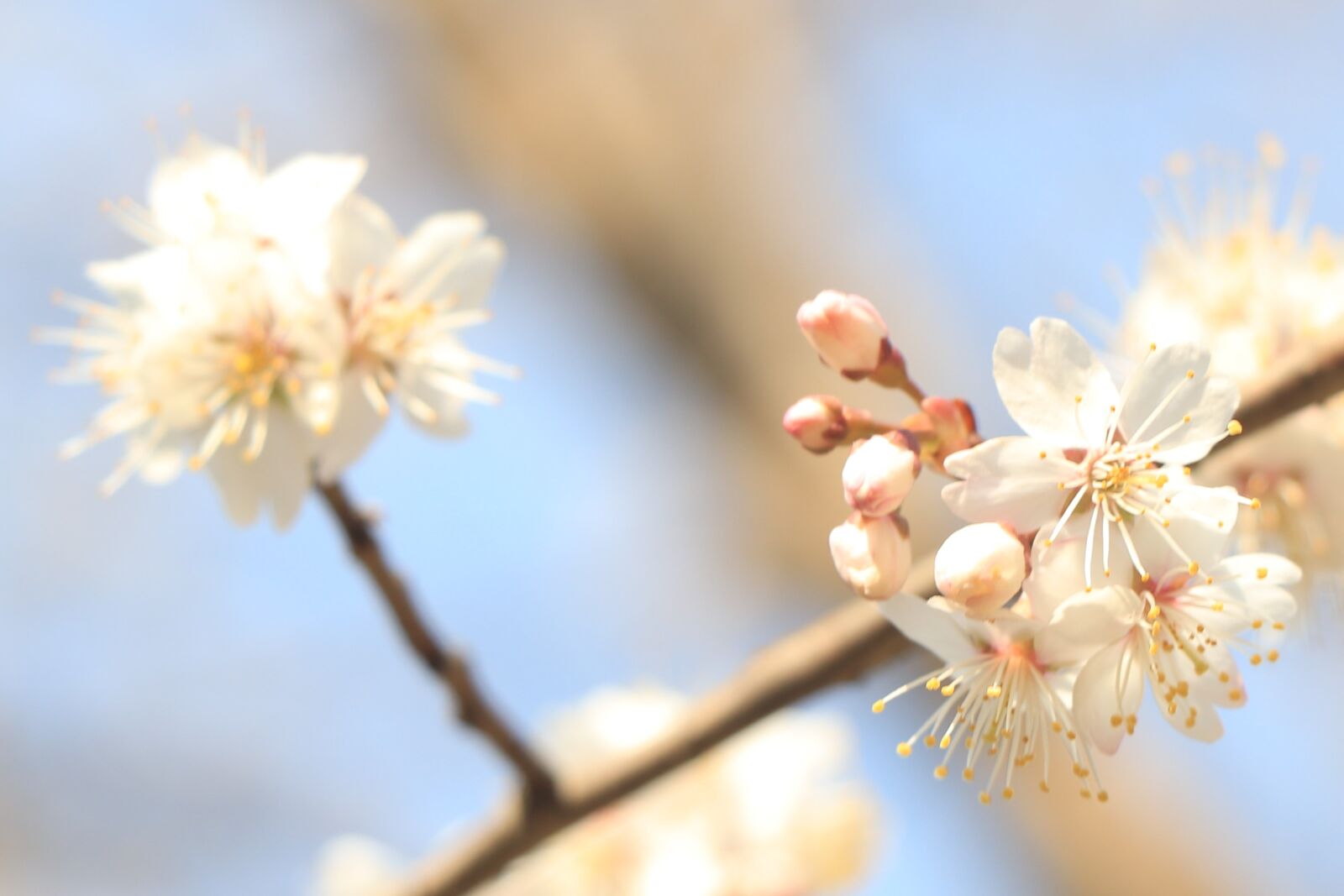 Canon EOS 800D (EOS Rebel T7i / EOS Kiss X9i) sample photo. Flower, spring, geometry photography