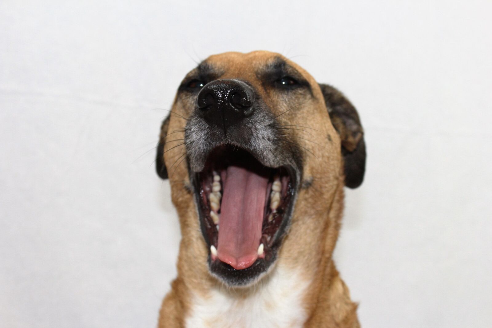 Canon EOS 1200D (EOS Rebel T5 / EOS Kiss X70 / EOS Hi) sample photo. Cute, face, rescue, dog photography
