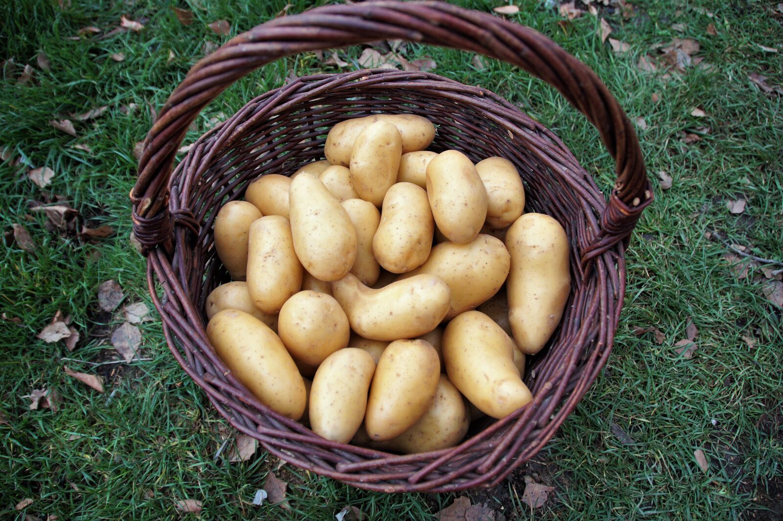 Sony SLT-A58 sample photo. Potato, basket, potatoes photography