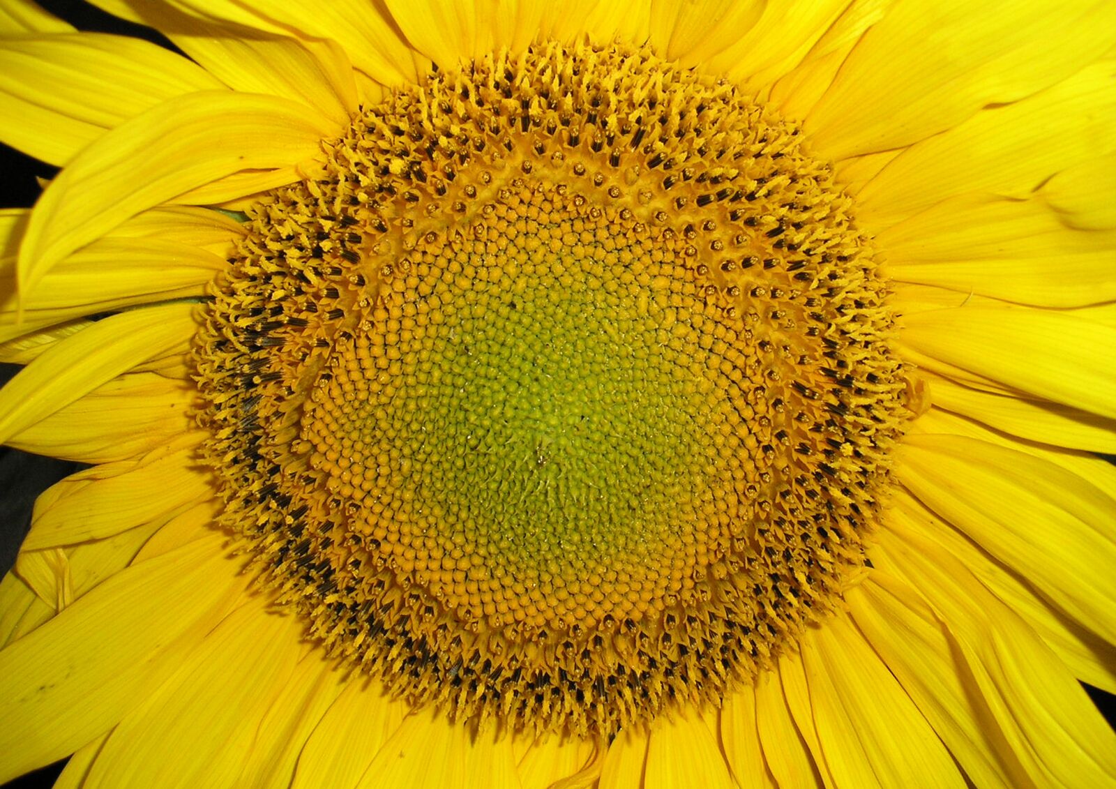 Olympus X550,D545Z,C480Z sample photo. Sunflower, plant, flower photography