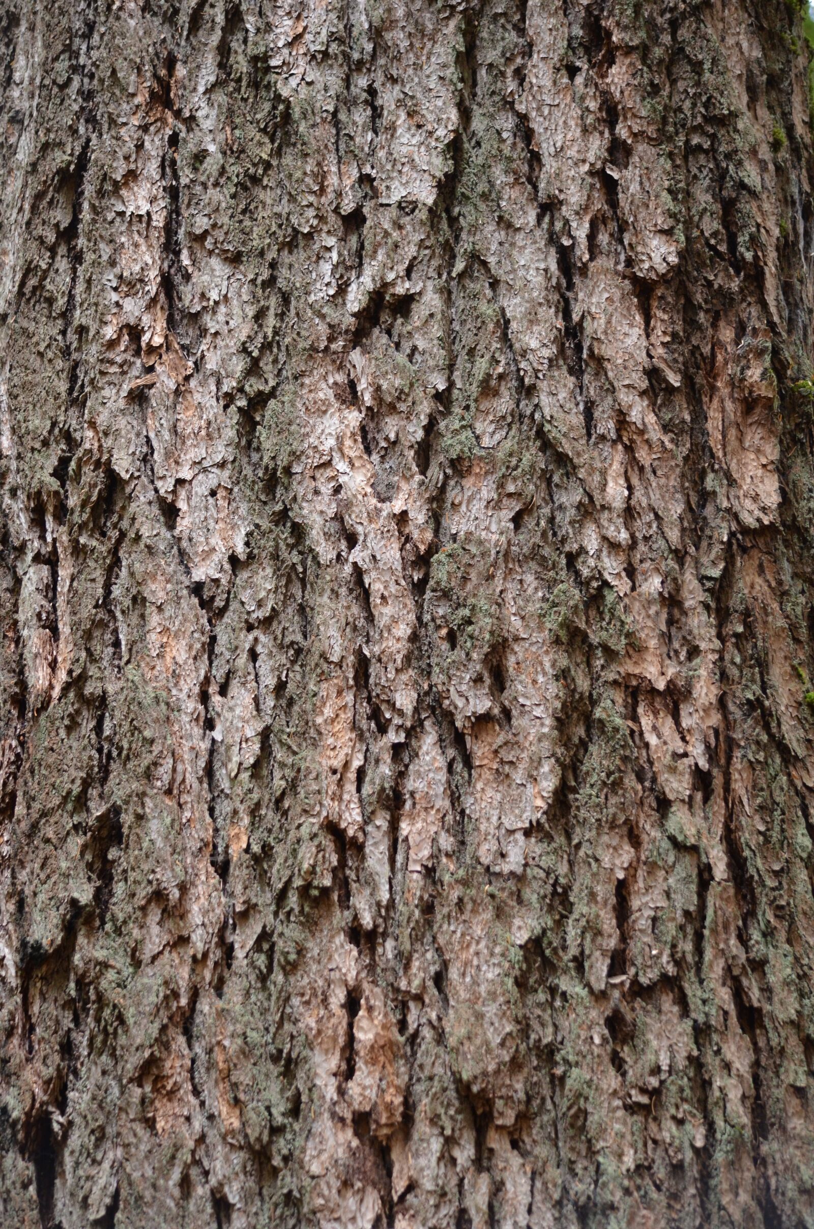 Nikon D5100 sample photo. Bark, rough, texture photography