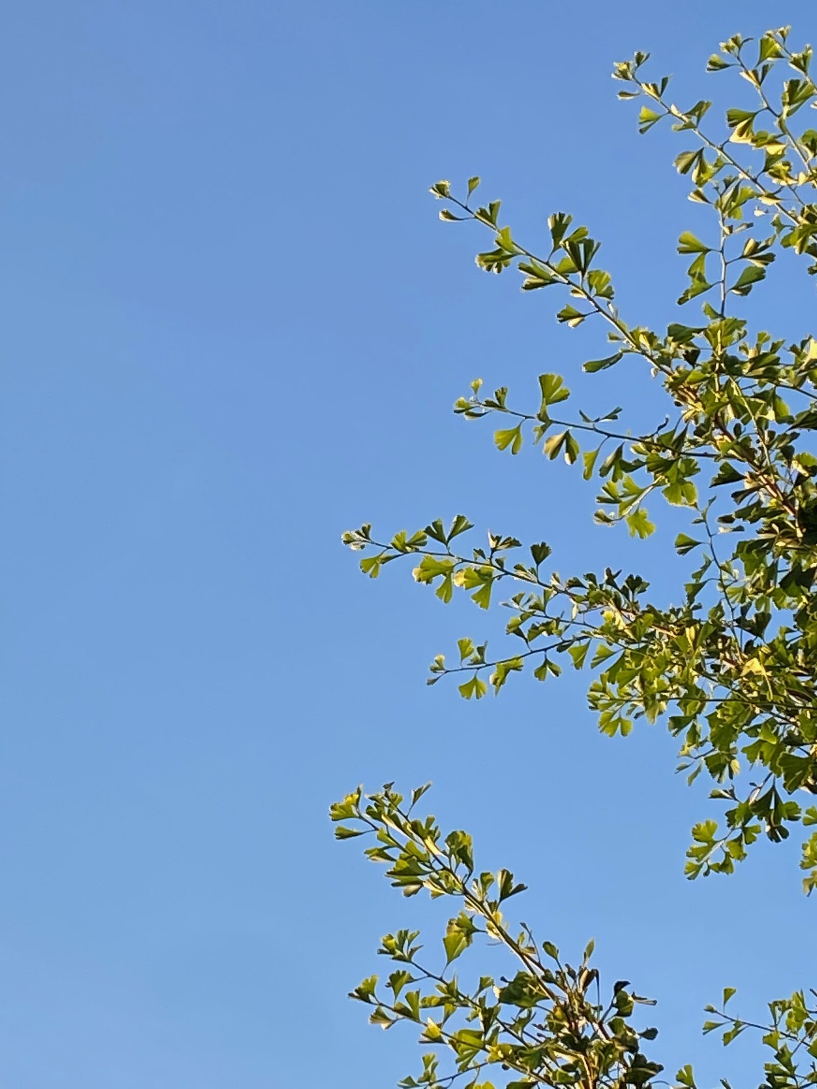 Apple iPhone 11 sample photo. Gingko, bush, sky photography