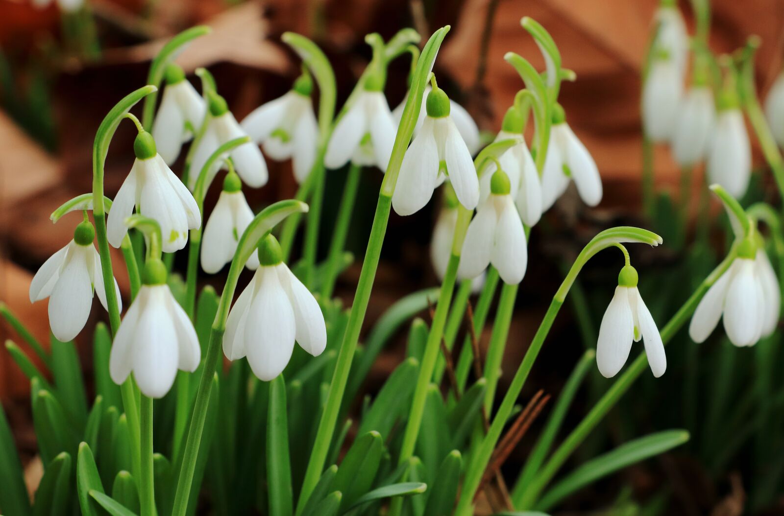 Canon EOS 80D sample photo. Snowdrop, flowers, spring photography
