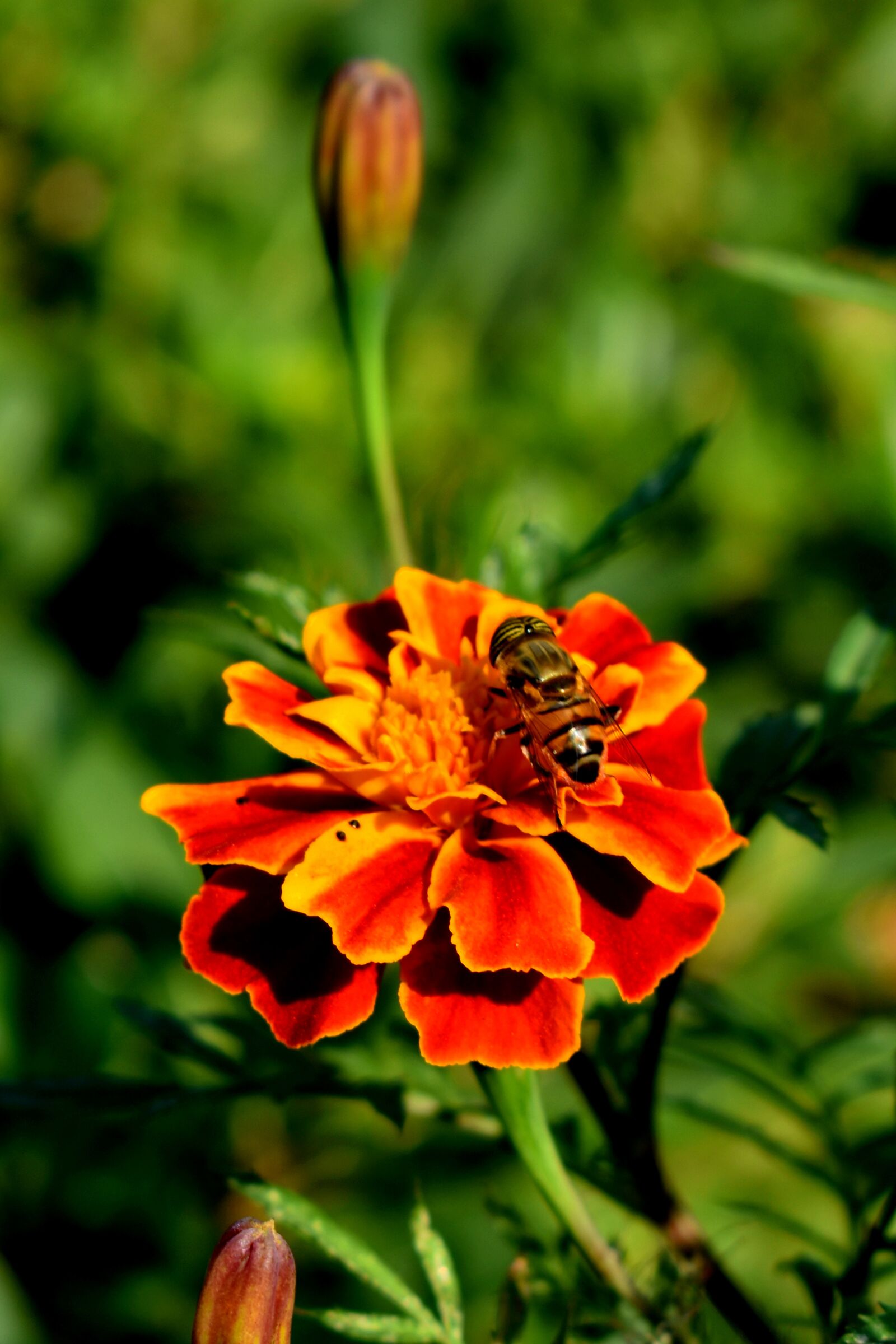 Nikon D3500 sample photo. Flower, bee, insect photography