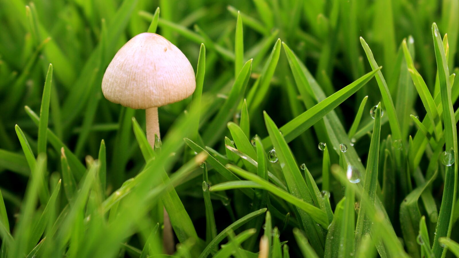 Canon EOS 700D (EOS Rebel T5i / EOS Kiss X7i) sample photo. Green, spring, fungus photography