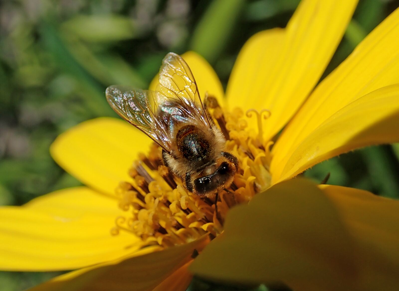 Olympus TG-5 sample photo. Bee, insect, pollen photography