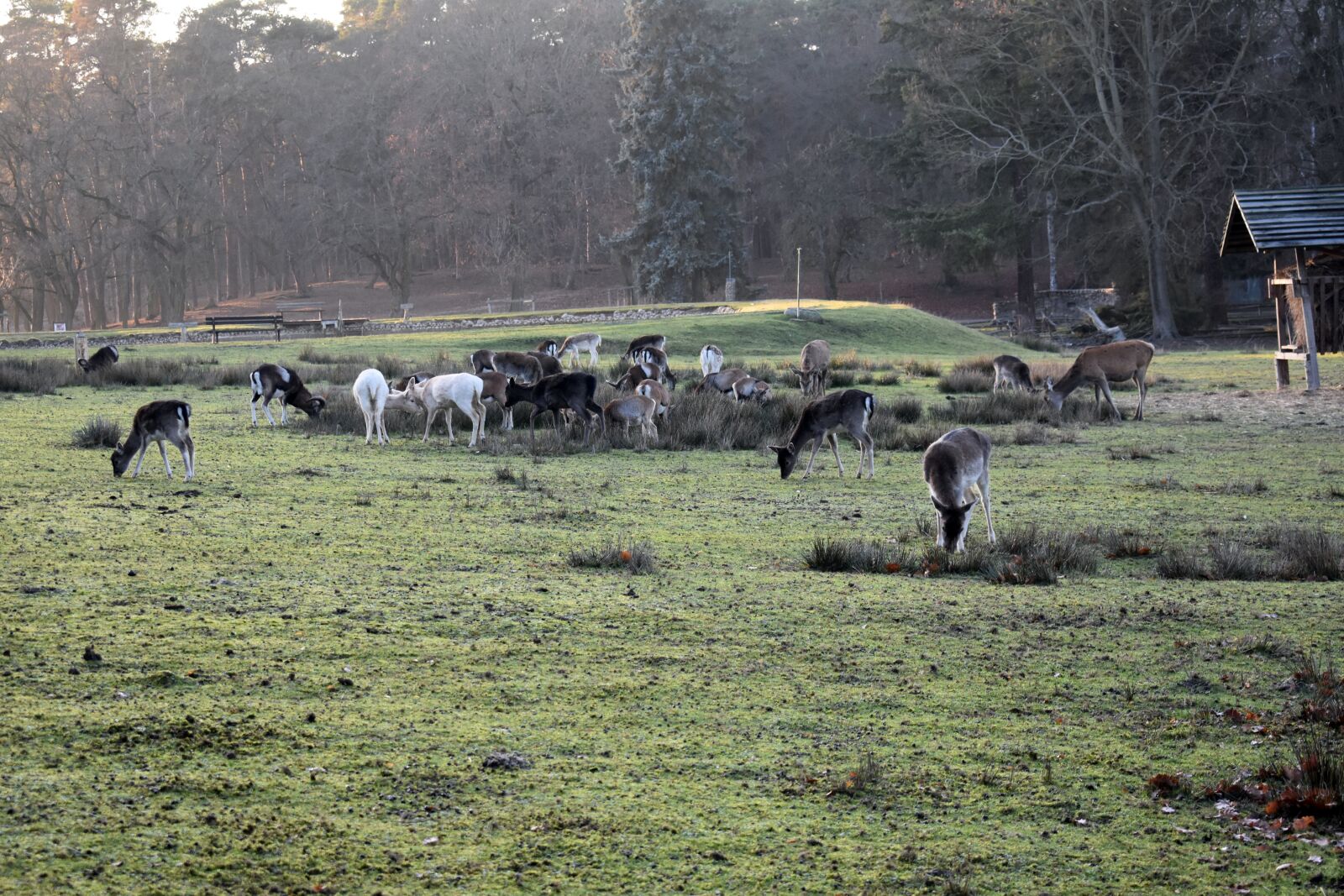 Nikon D3400 sample photo. Deer, fallow deer, nature photography