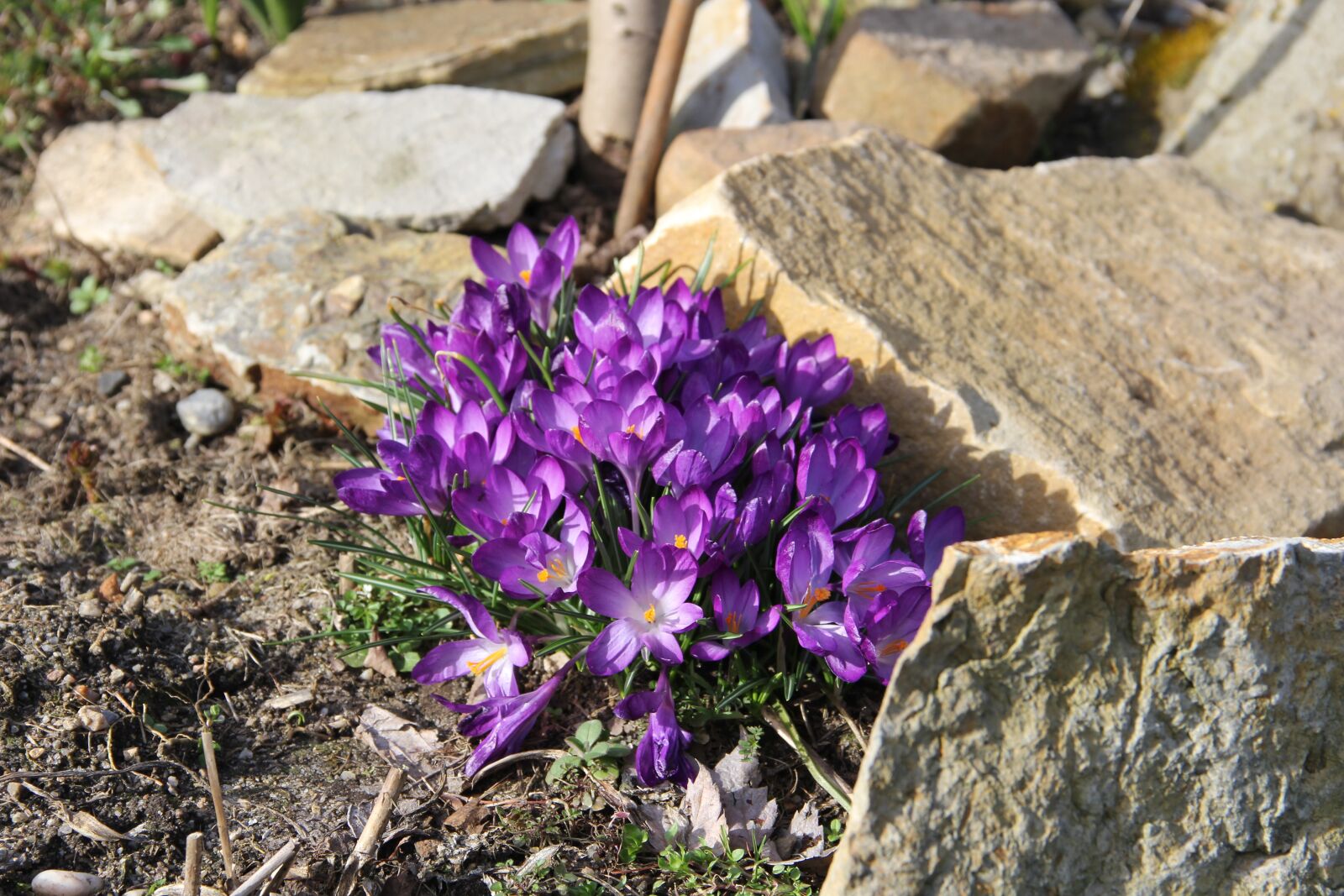 Canon EF-S 18-135mm F3.5-5.6 IS sample photo. Crocus, spring flowers, spring photography
