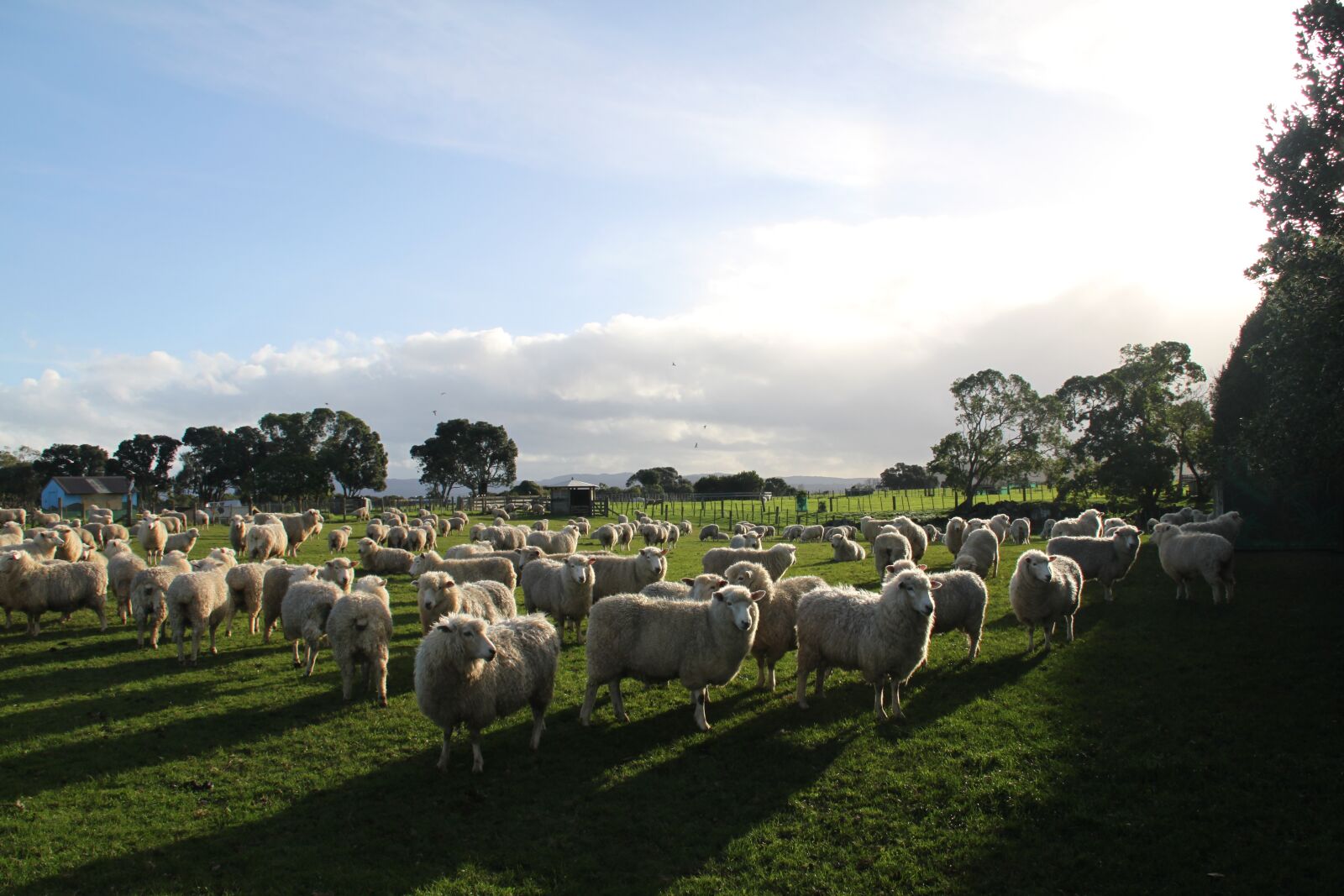Canon EOS 500D (EOS Rebel T1i / EOS Kiss X3) sample photo. Sheep, farm, paddock photography