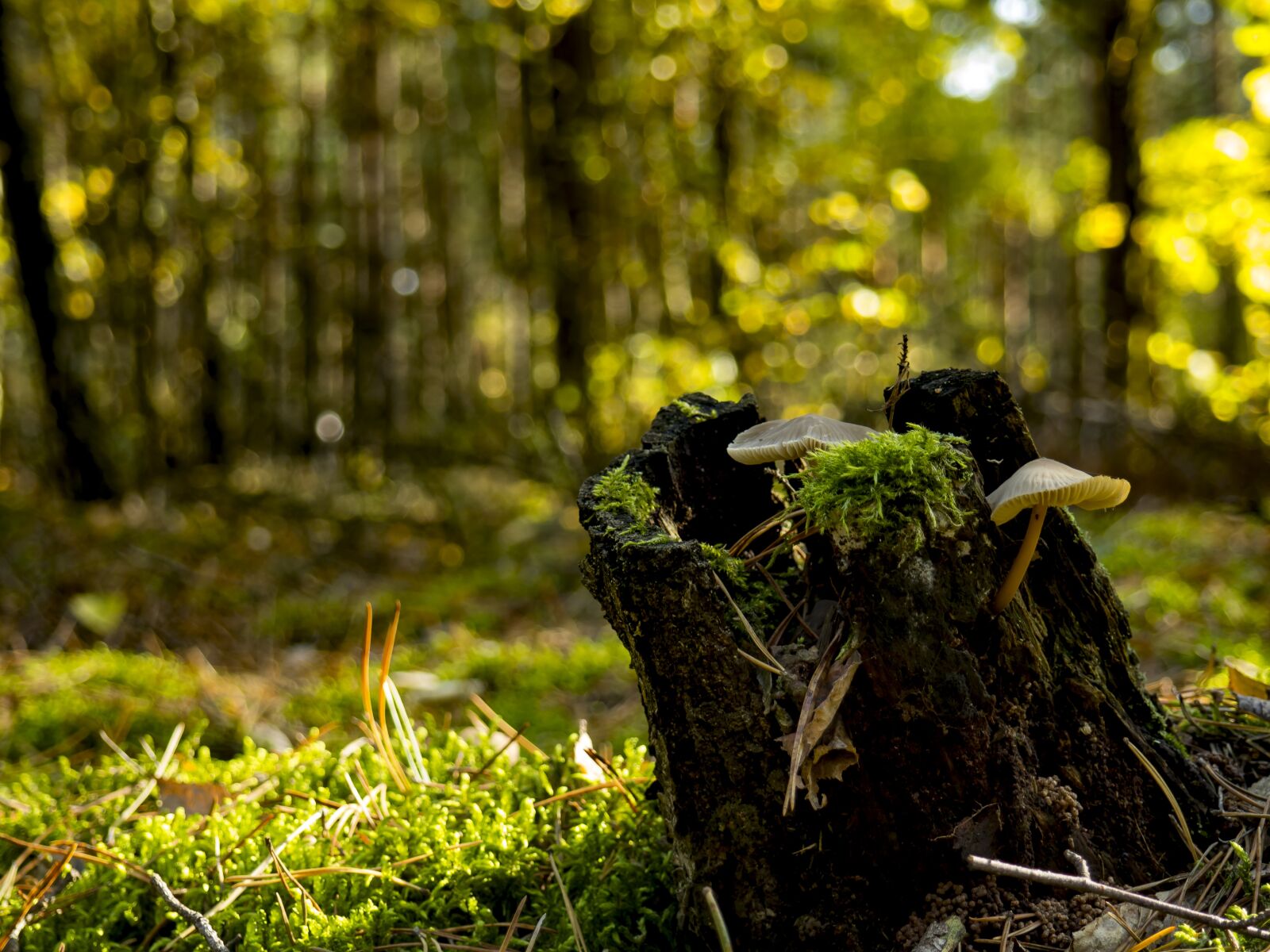 Olympus OM-D E-M10 II sample photo. Nature, forest, tree photography