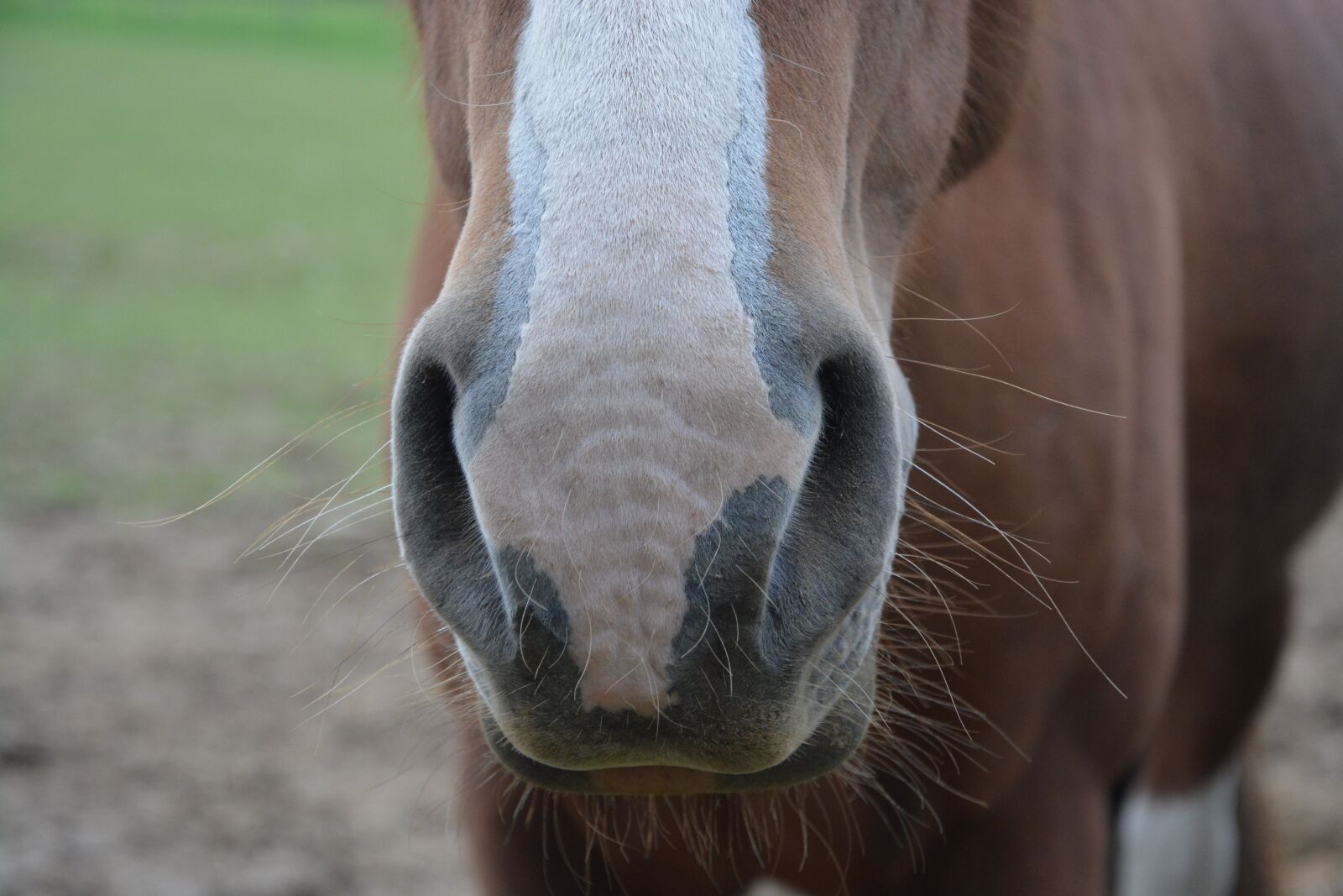 Nikon D5200 sample photo. Horse, nostrils, nostrils strong photography