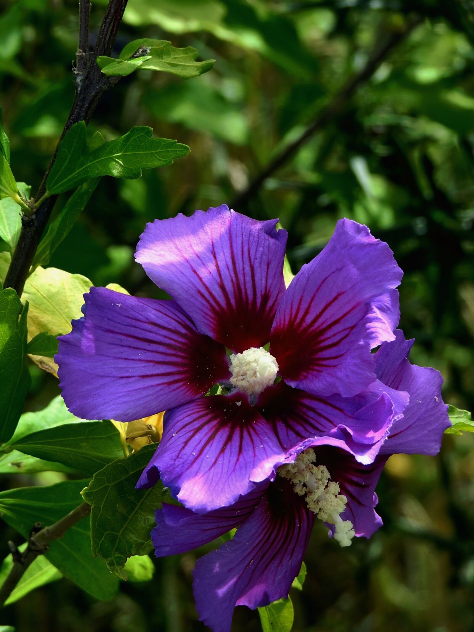 Nikon Coolpix P900 sample photo. Flower, violet colour, purple photography