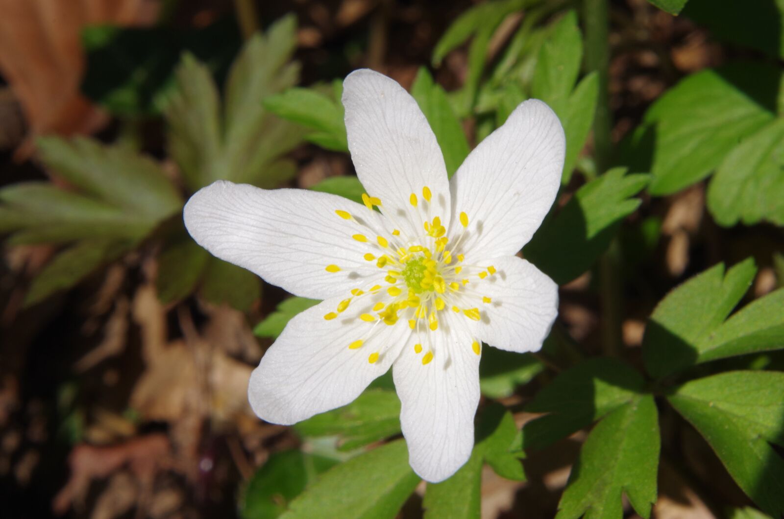 Pentax K-50 sample photo. Flower, white flower photography