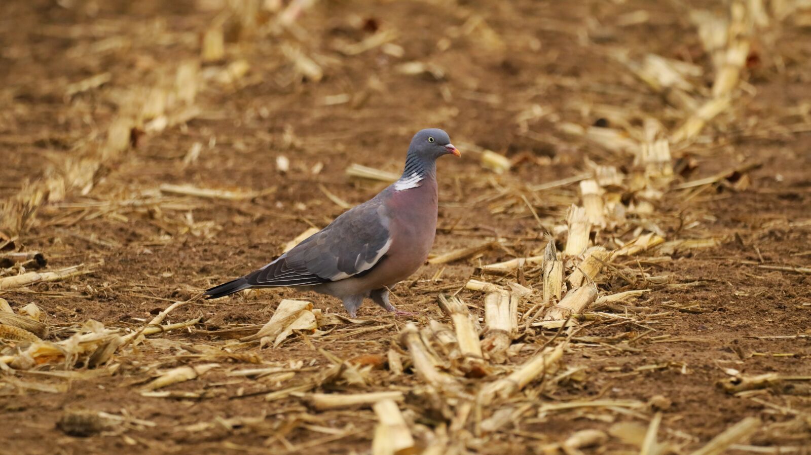 150-600mm F5-6.3 DG OS HSM | Contemporary 015 sample photo. Pigeons, birds, landscape photography