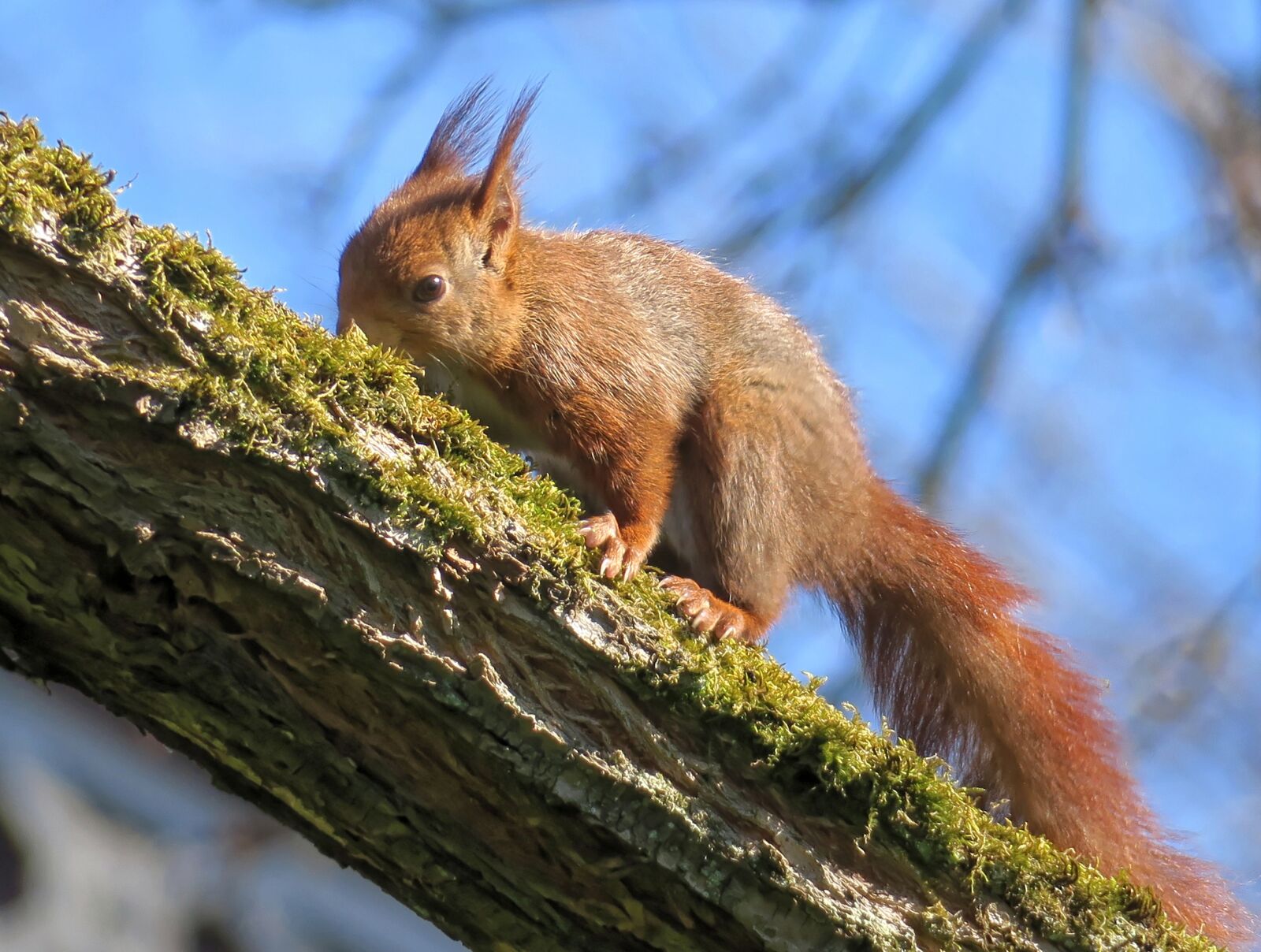 Canon PowerShot G3 X sample photo. Squirrel, branch, squirrel nibbling photography
