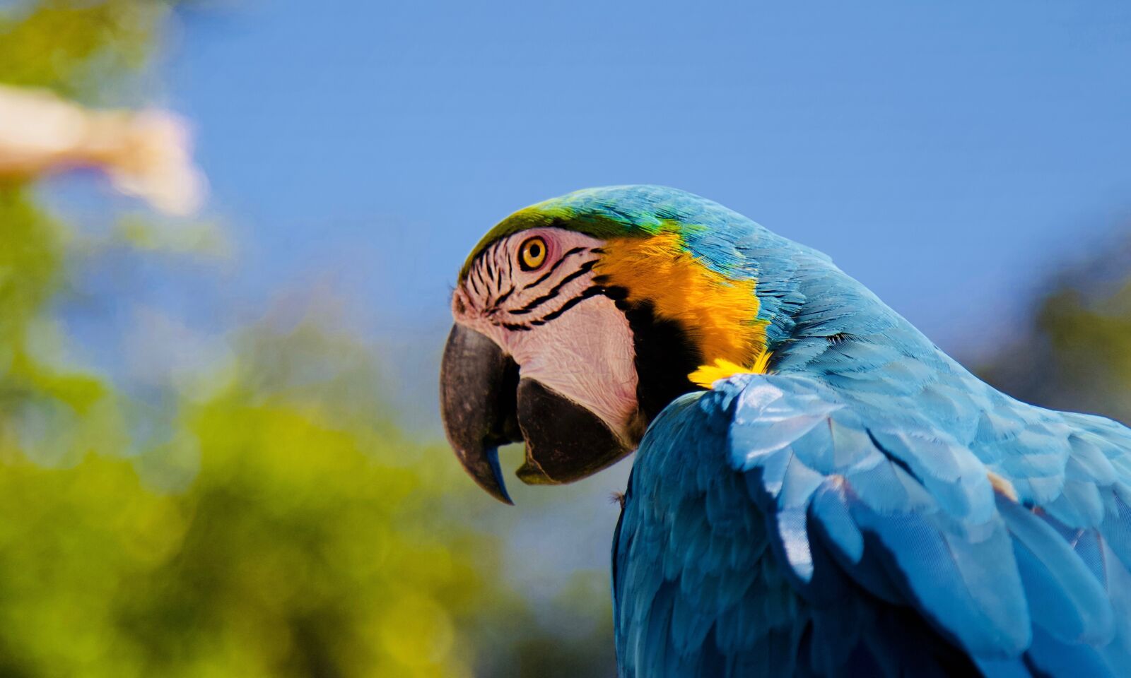 Canon EOS 70D + Canon EF 24-105mm F4L IS USM sample photo. Parrot, ara, blue macaw photography