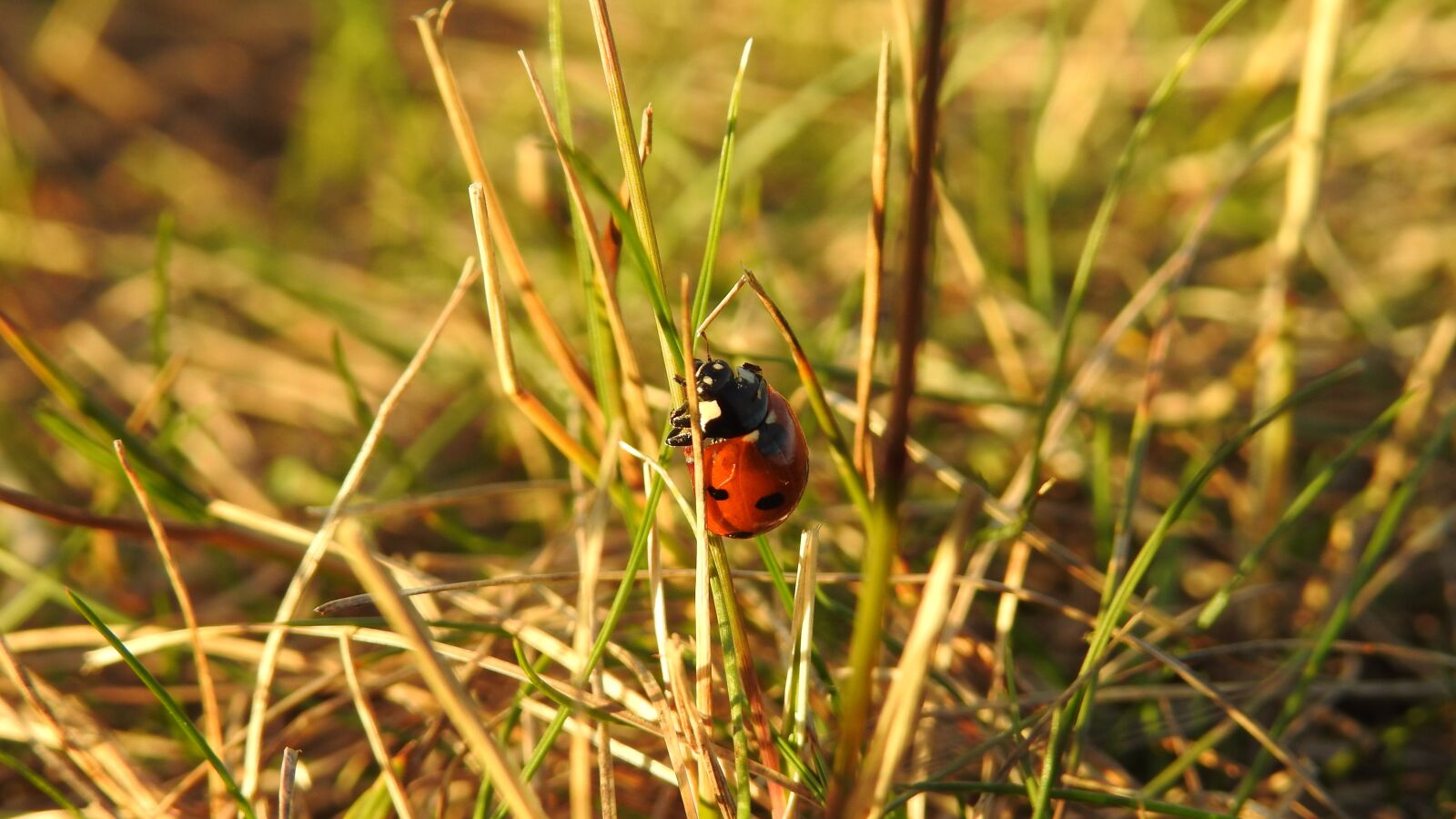 Nikon Coolpix P900 sample photo. Ladybug, nature, grass photography