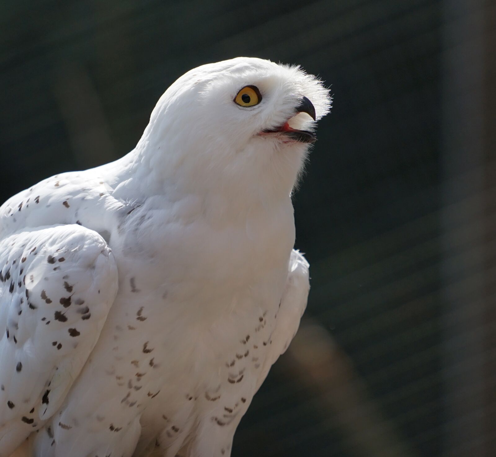 Sony a7 II + Sony FE 70-200mm F4 G OSS sample photo. Owl, snowy owl, white photography