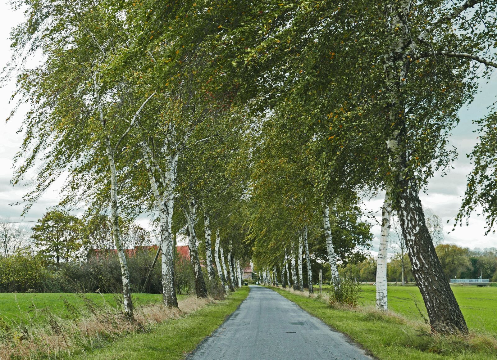 Panasonic Lumix DMC-LX100 sample photo. Herbstwind, birch avenue, bauerschaft photography