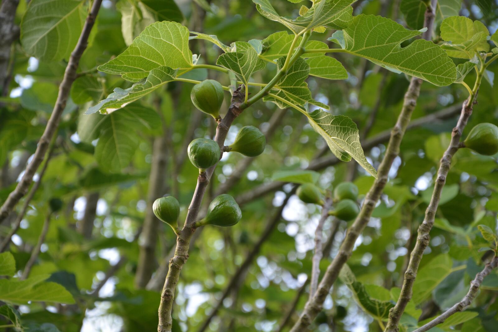 Nikon D5200 sample photo. Fig tree, tree, fig photography