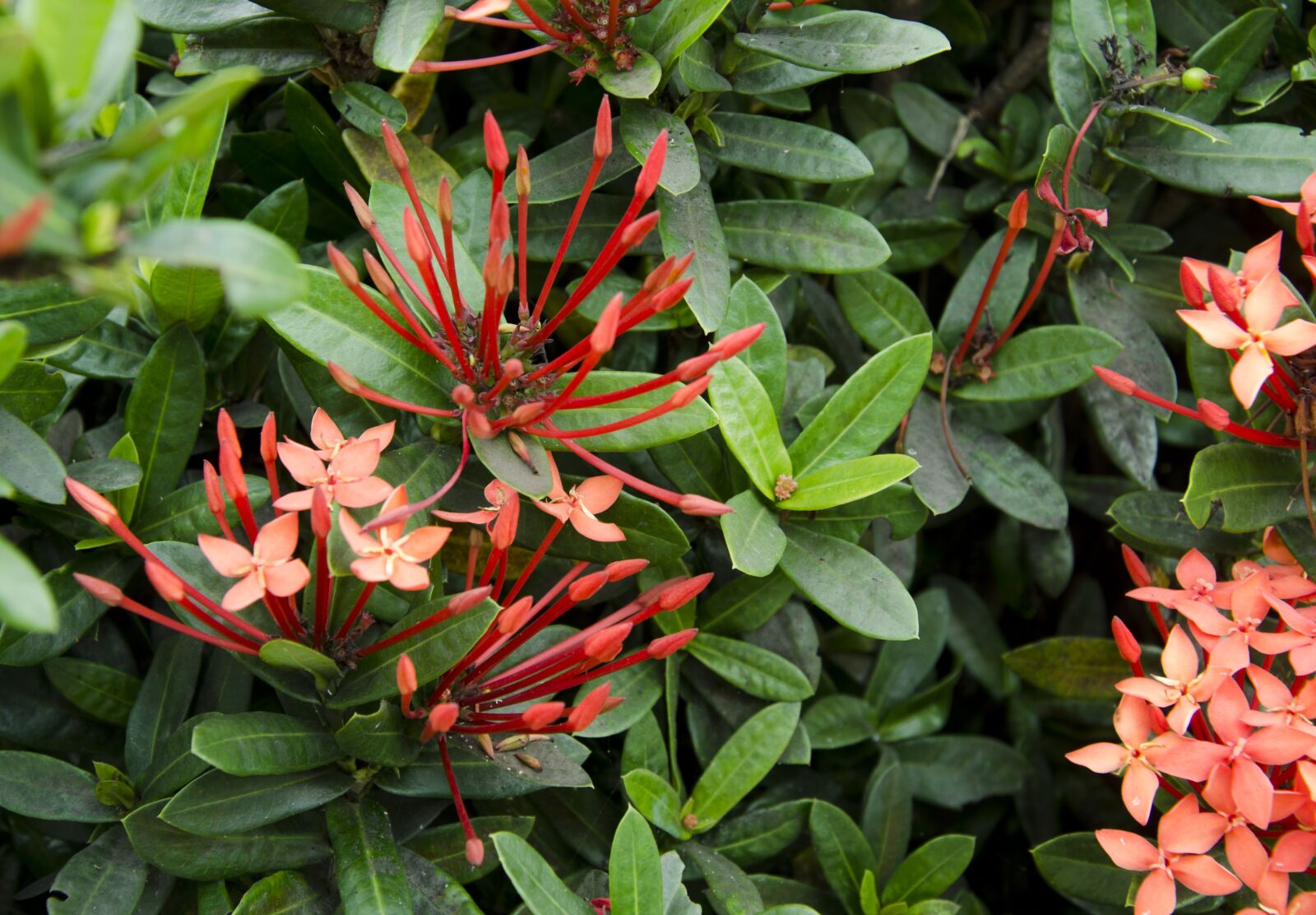 Nikon D7000 sample photo. Santan flower, red flower photography