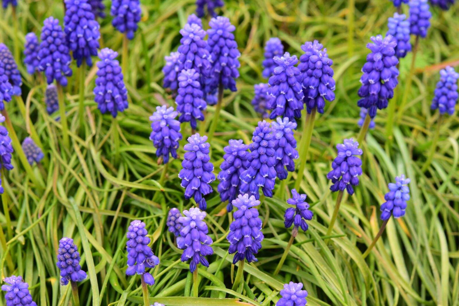 Nikon D5600 sample photo. Flowers, muscari, hyacinth cluster photography