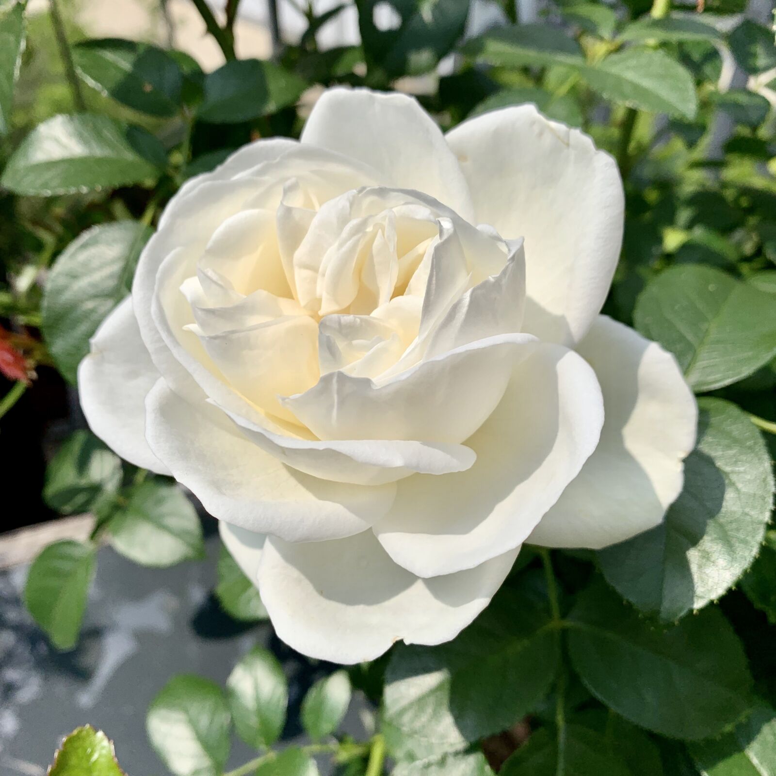Apple iPhone XS Max sample photo. Rose, roses, flower photography