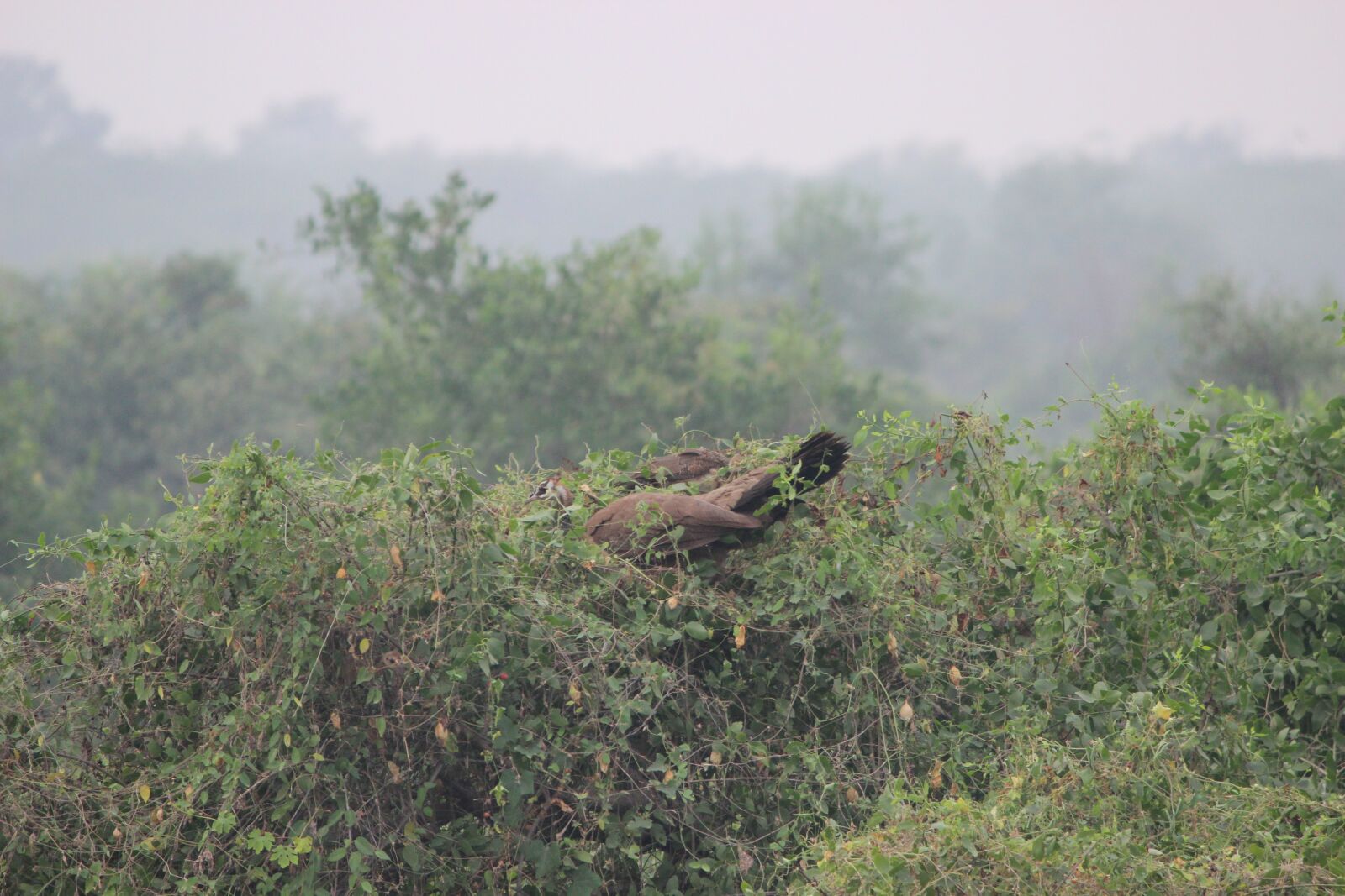 Canon EOS 600D (Rebel EOS T3i / EOS Kiss X5) sample photo. Peacock, bird, wild photography