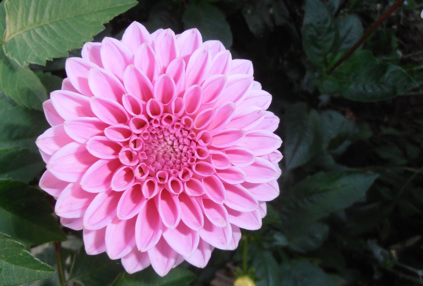 Olympus VR325,VR320,D725 sample photo. Flowers, raghavendra, pink photography