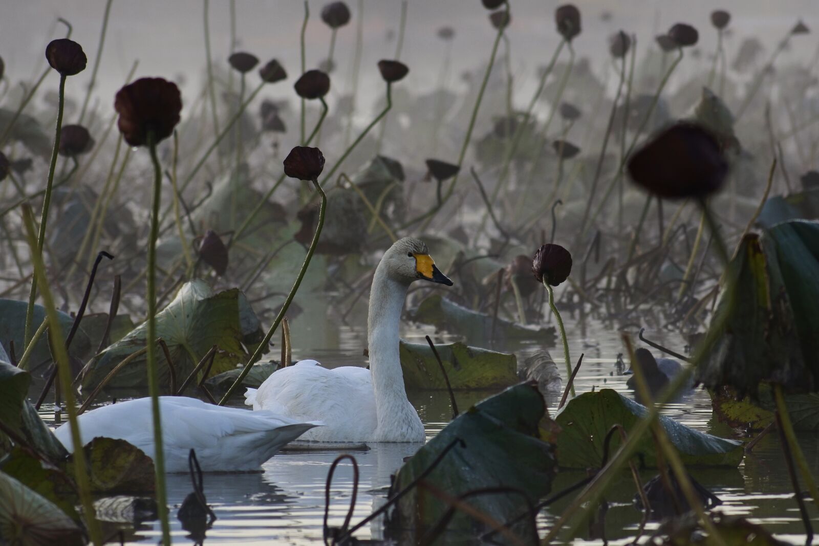 VR 70-300mm f/4.5-6.3G sample photo. Animal, morning, fog photography