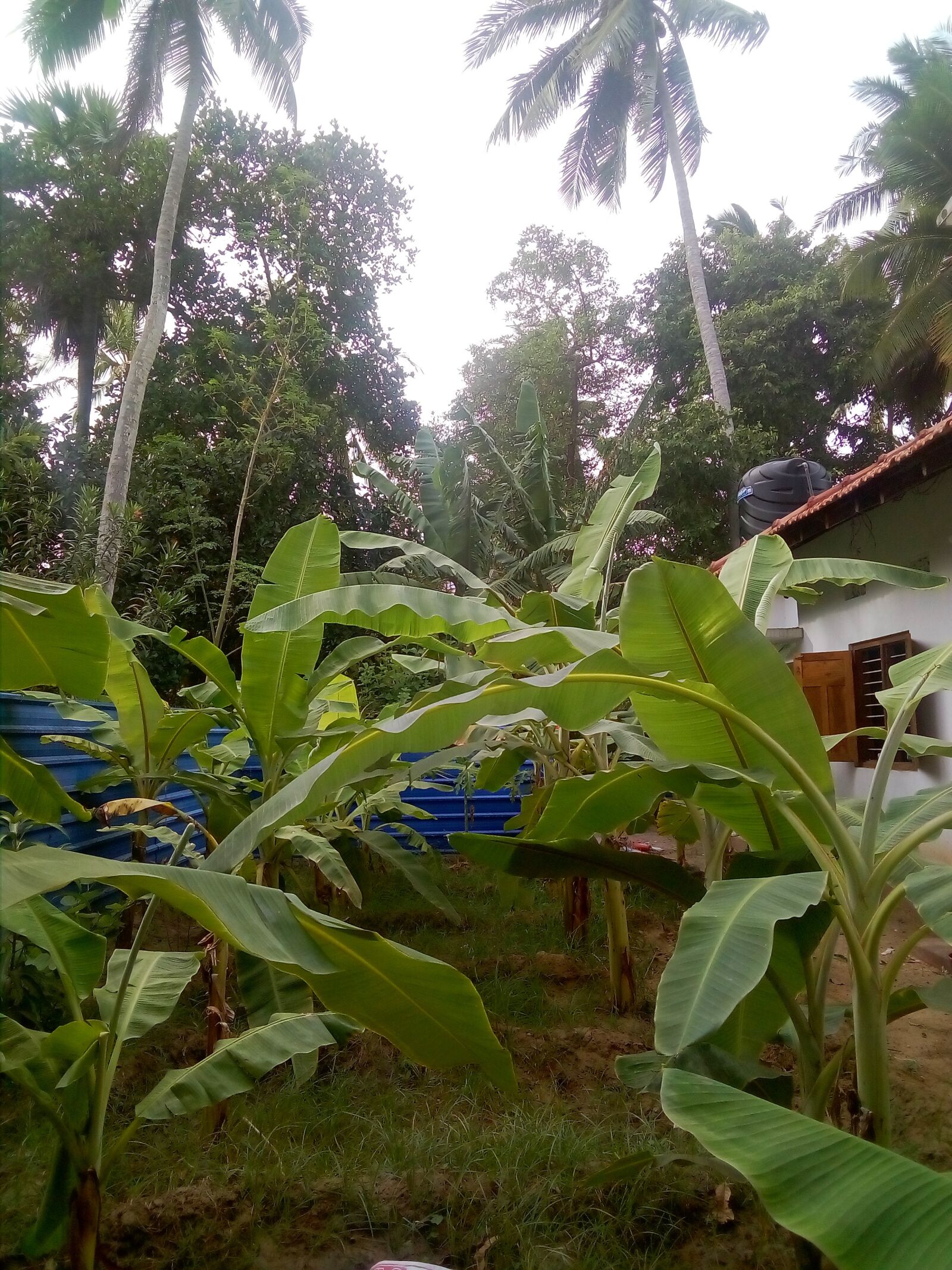 HUAWEI Y3III sample photo. Banana tree, green colour photography