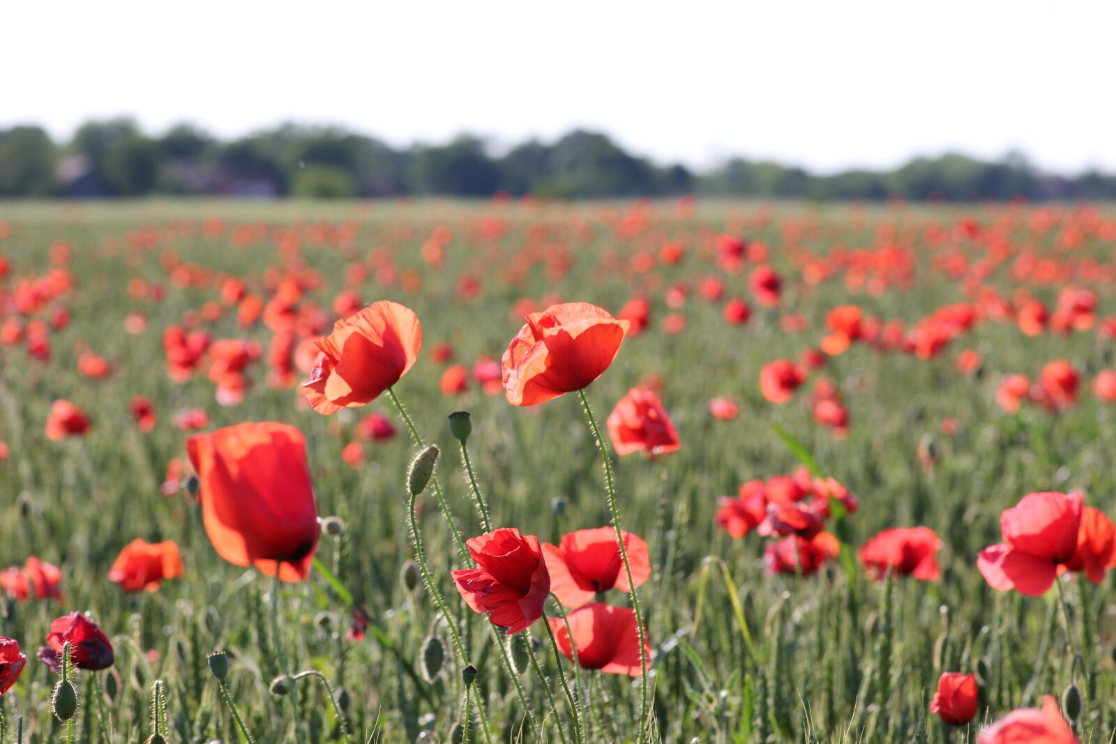 Canon EOS 550D (EOS Rebel T2i / EOS Kiss X4) sample photo. Red poppy in wheat photography