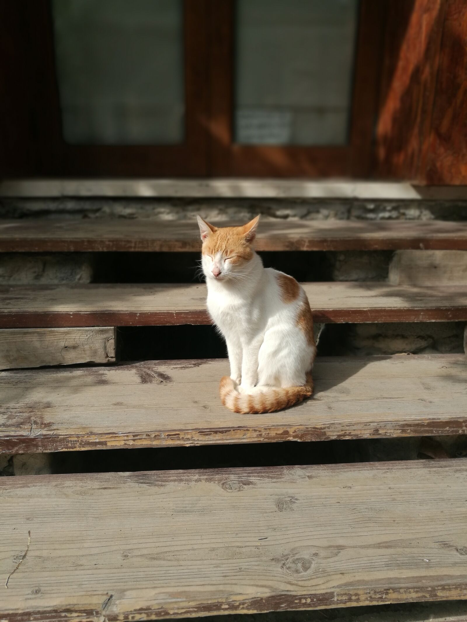 HUAWEI P9 sample photo. Sleeping, cat, stairs photography