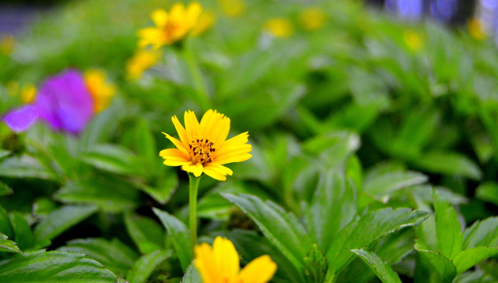 Nikon D3100 sample photo. Nature, leaf, flora photography