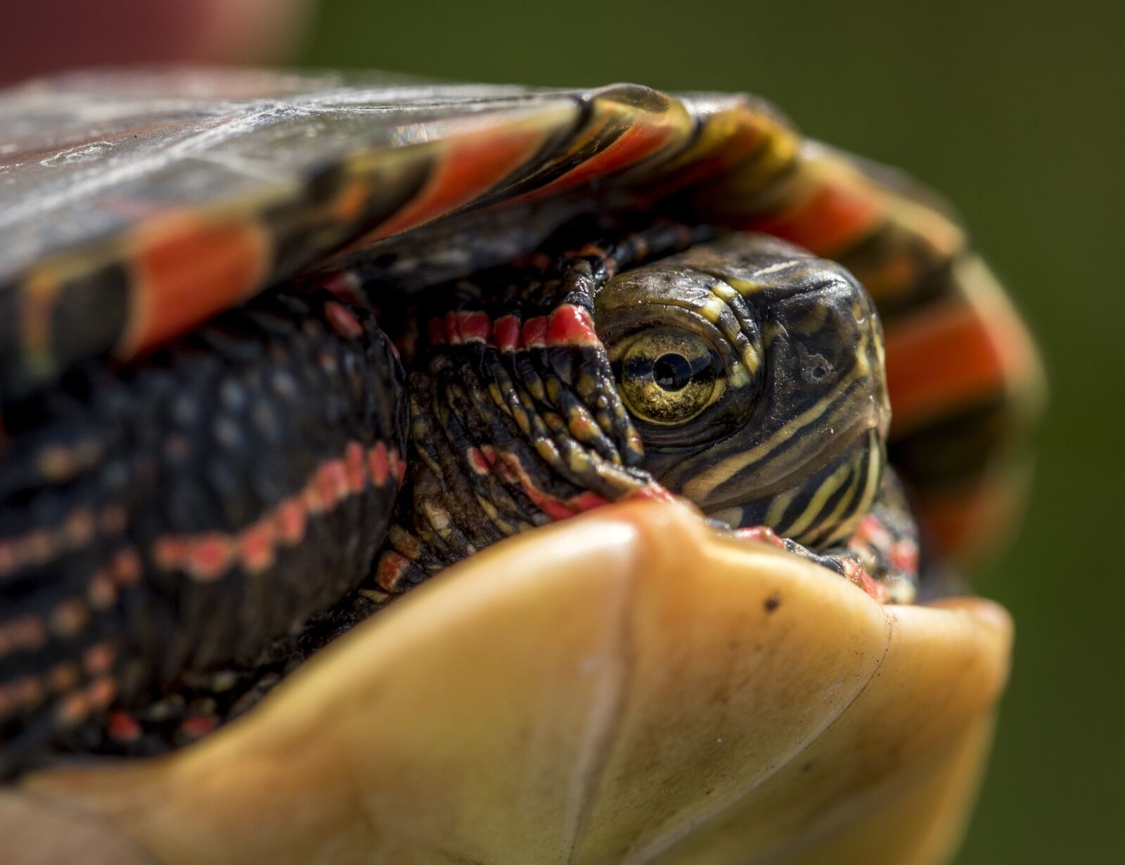 Nikon D810 sample photo. Turtle, aquatic, animal photography