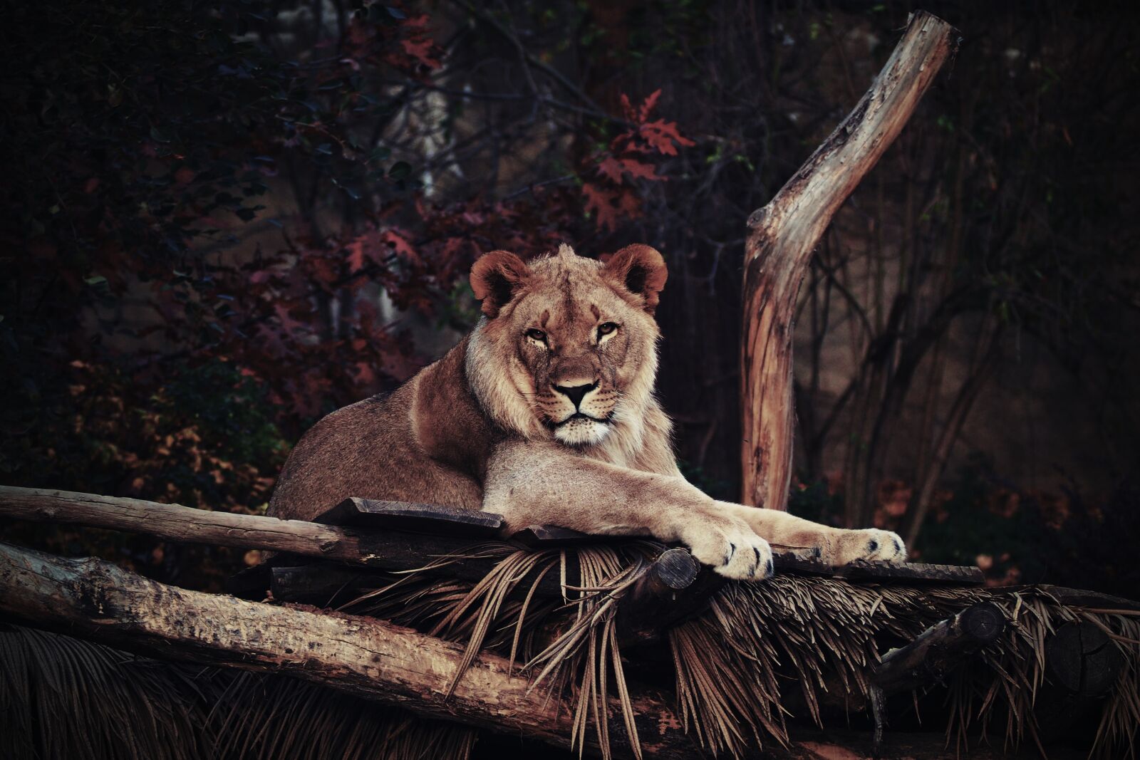 Olympus OM-D E-M10 sample photo. The lion, animals, savana photography