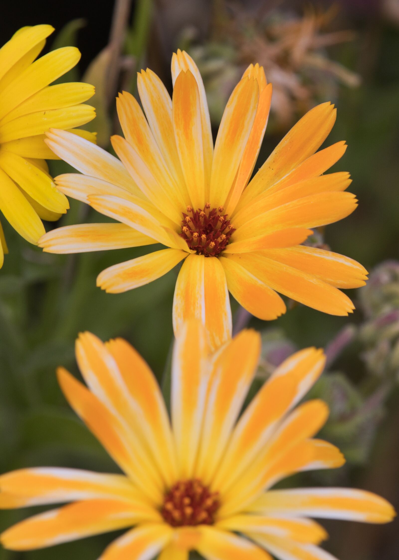 Canon EOS 200D (EOS Rebel SL2 / EOS Kiss X9) sample photo. Summer flower, blossom, bloom photography