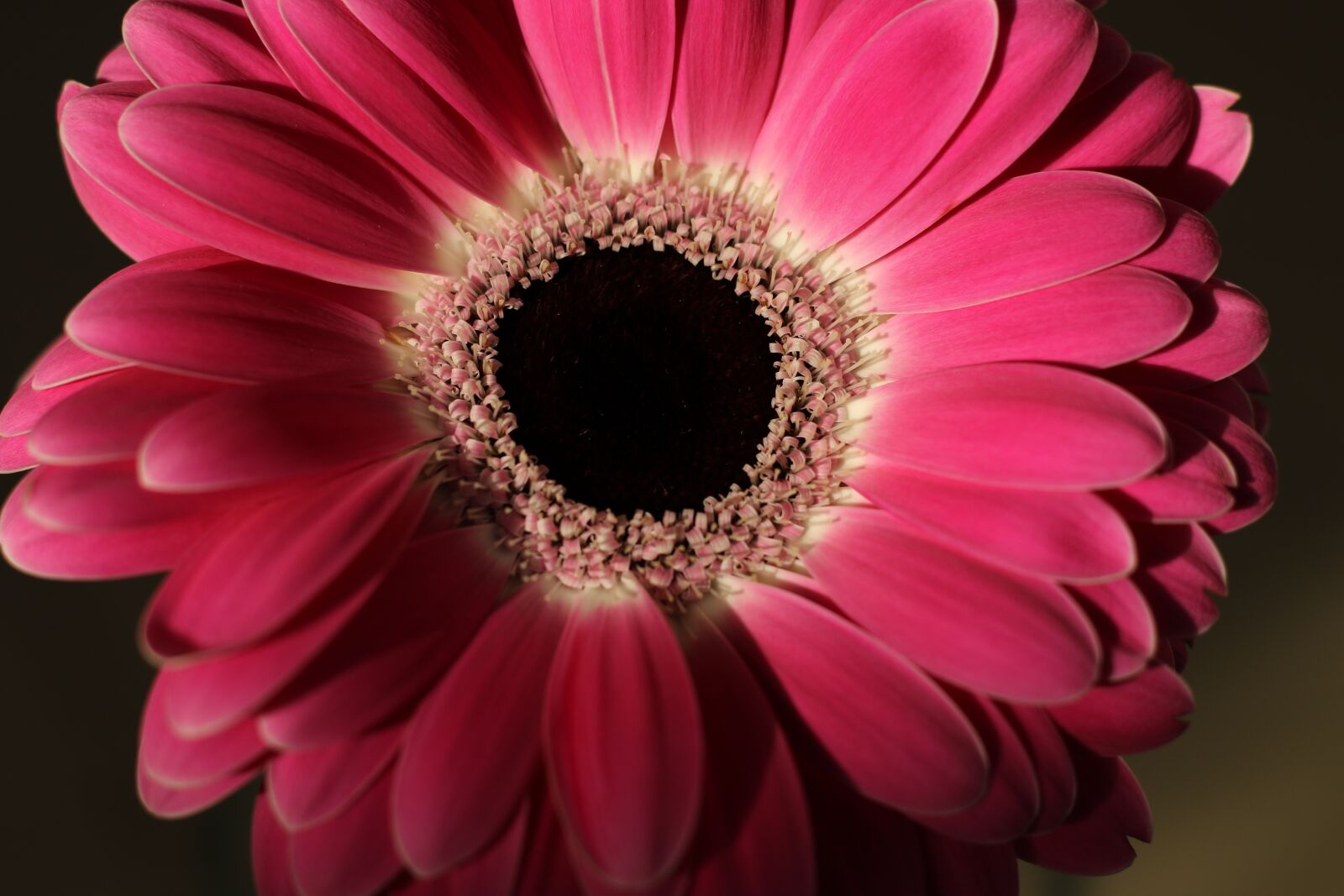 Canon EF 50mm F1.8 STM sample photo. Flower, gerbera, bloom photography