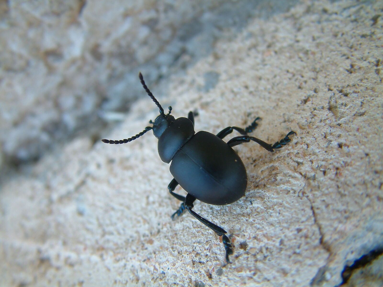 Fujifilm FinePix S602 ZOOM sample photo. Timarque, spit-blood, beetle black photography