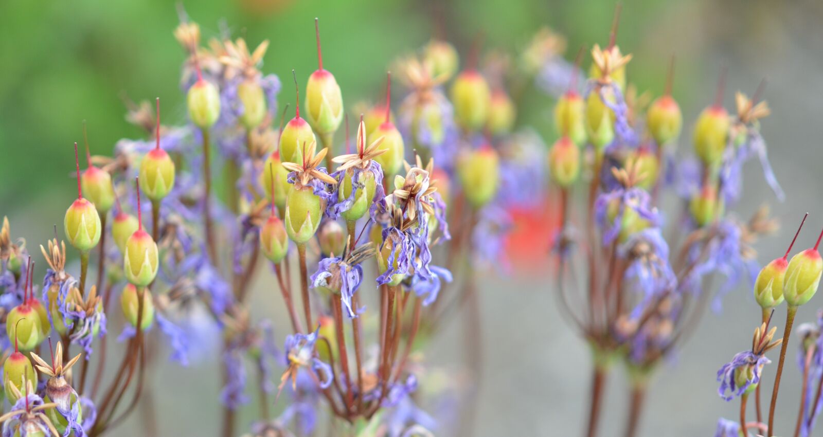 Nikon D7000 sample photo. Flower, natur, spring photography