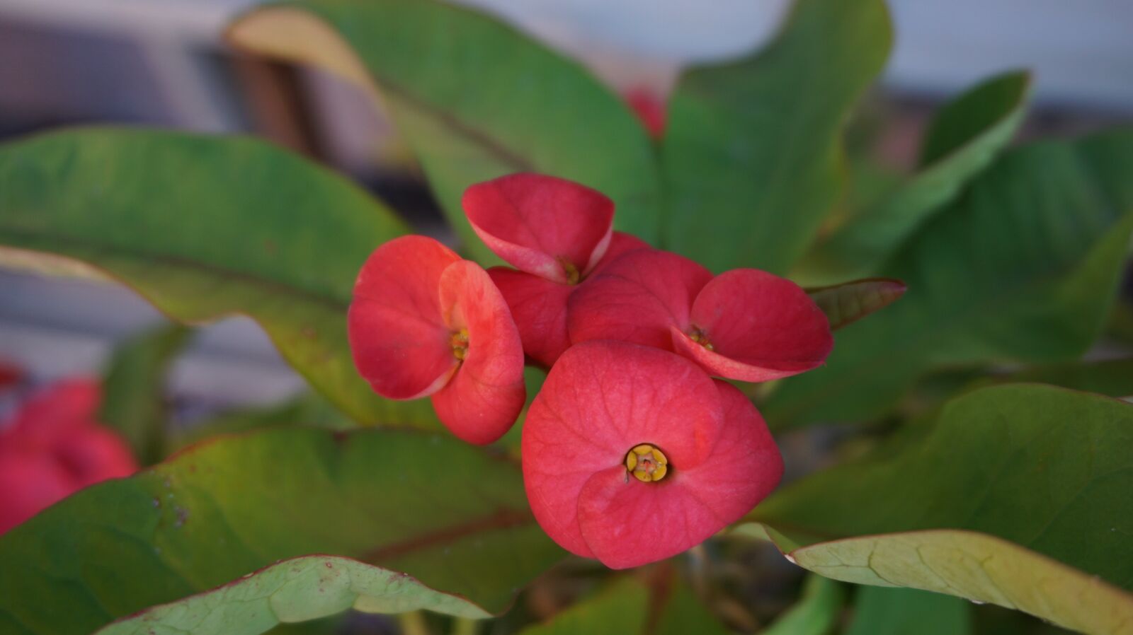 Sony a6000 sample photo. Eight immortals, flowers, red photography