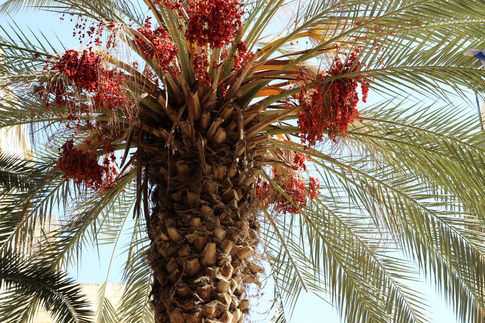 Canon EOS 600D (Rebel EOS T3i / EOS Kiss X5) sample photo. Dates, palm, palm, tree photography