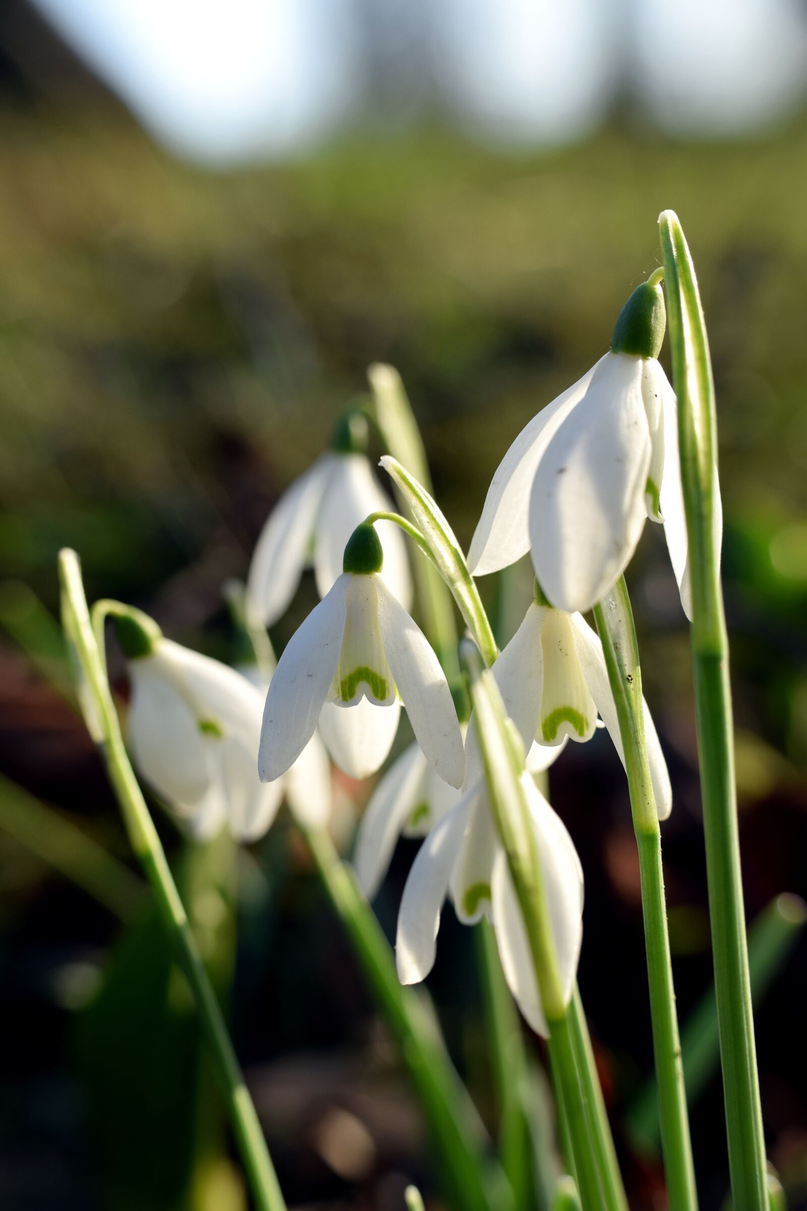Nikon D5300 sample photo. Snowdrop, close up, flower photography
