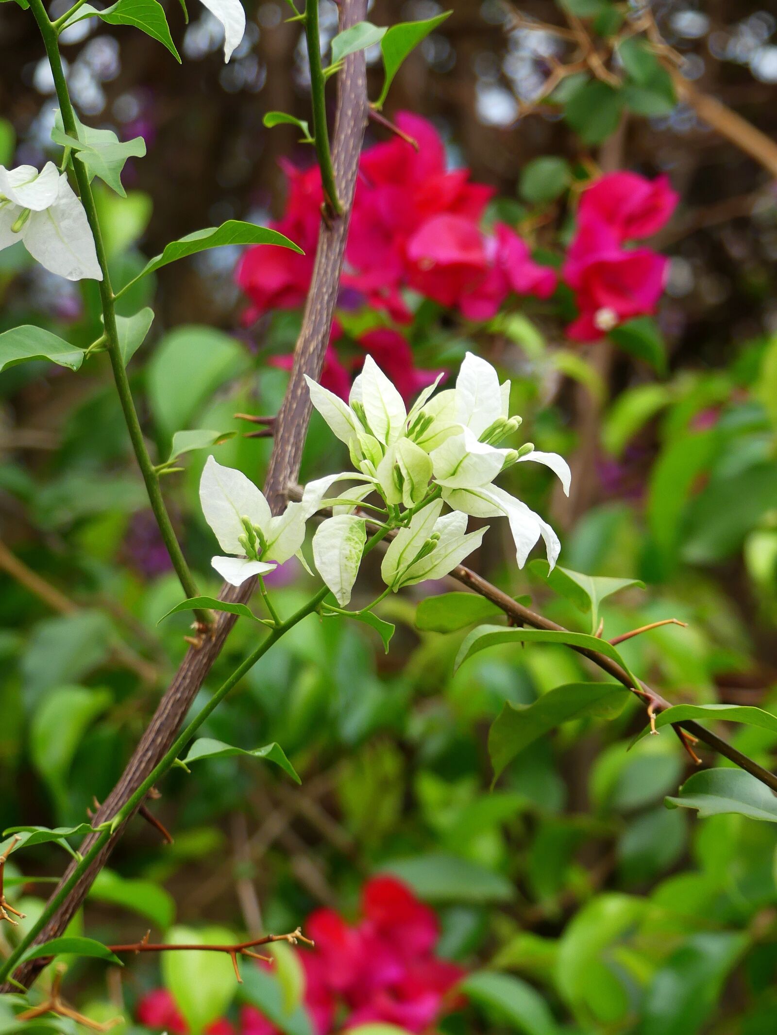 Panasonic Lumix DMC-FZ300 sample photo. Blossom, flower, bougainvillea photography
